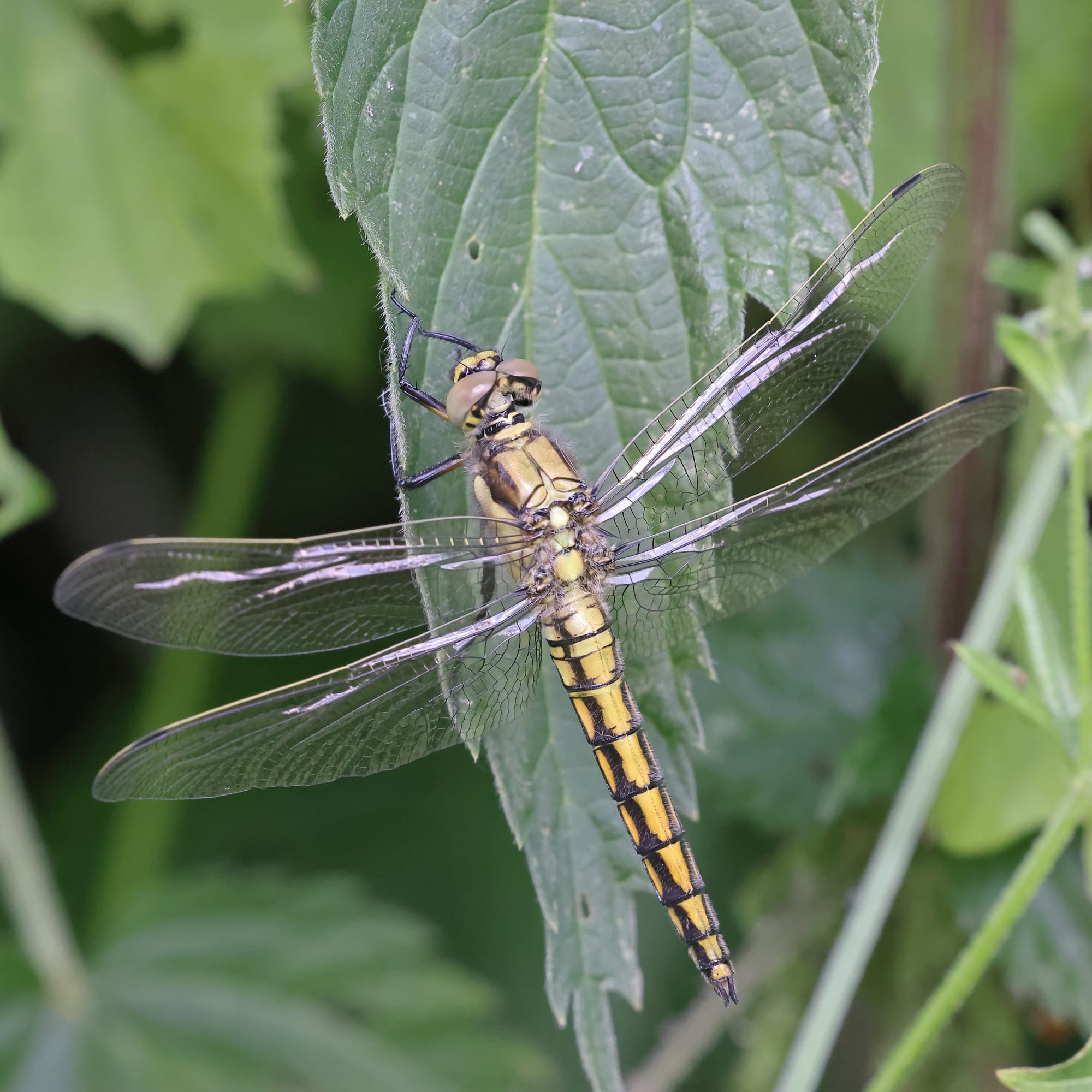 Black-tailed Skimmer