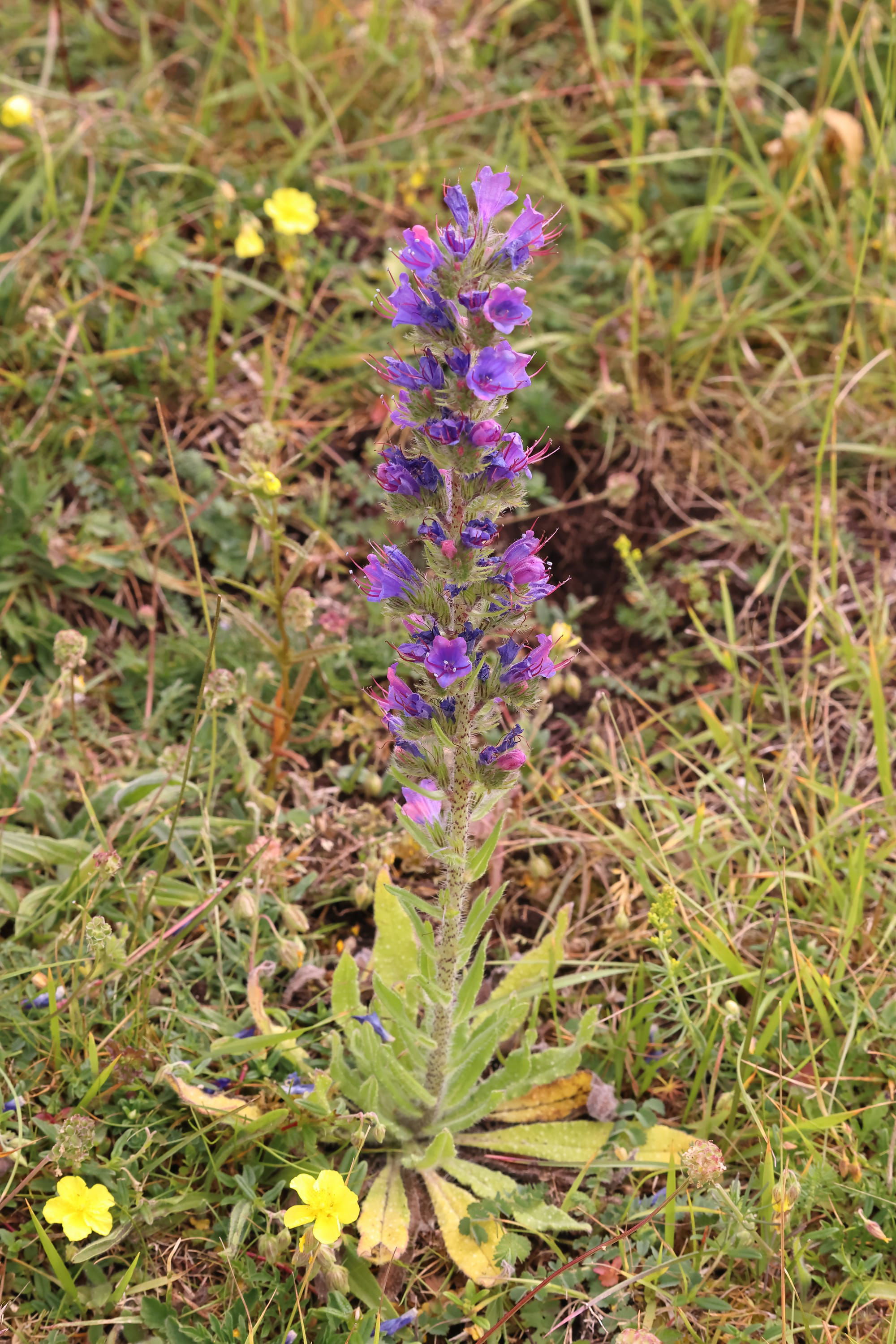 Viper's Bugloss