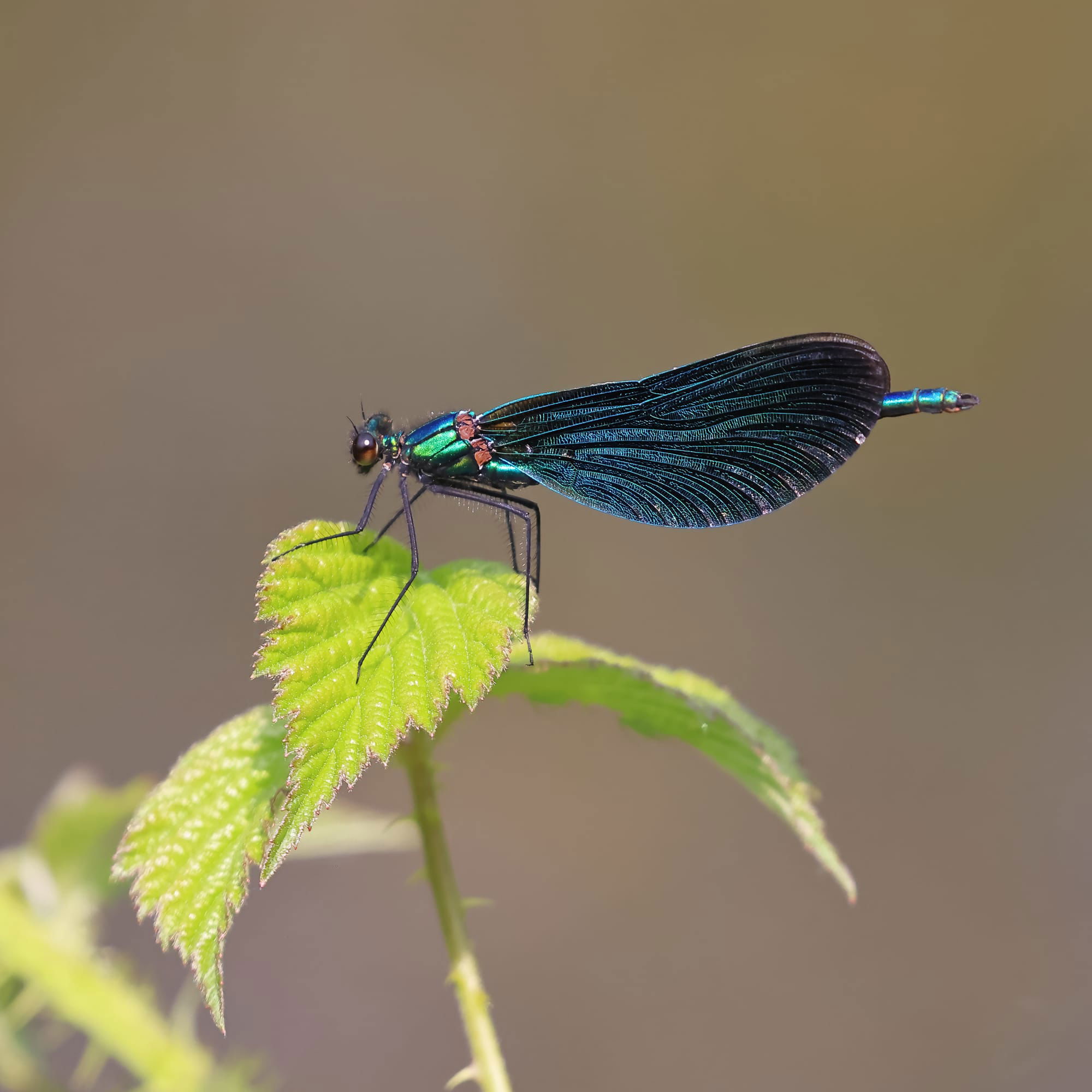 Beautiful Demoiselle