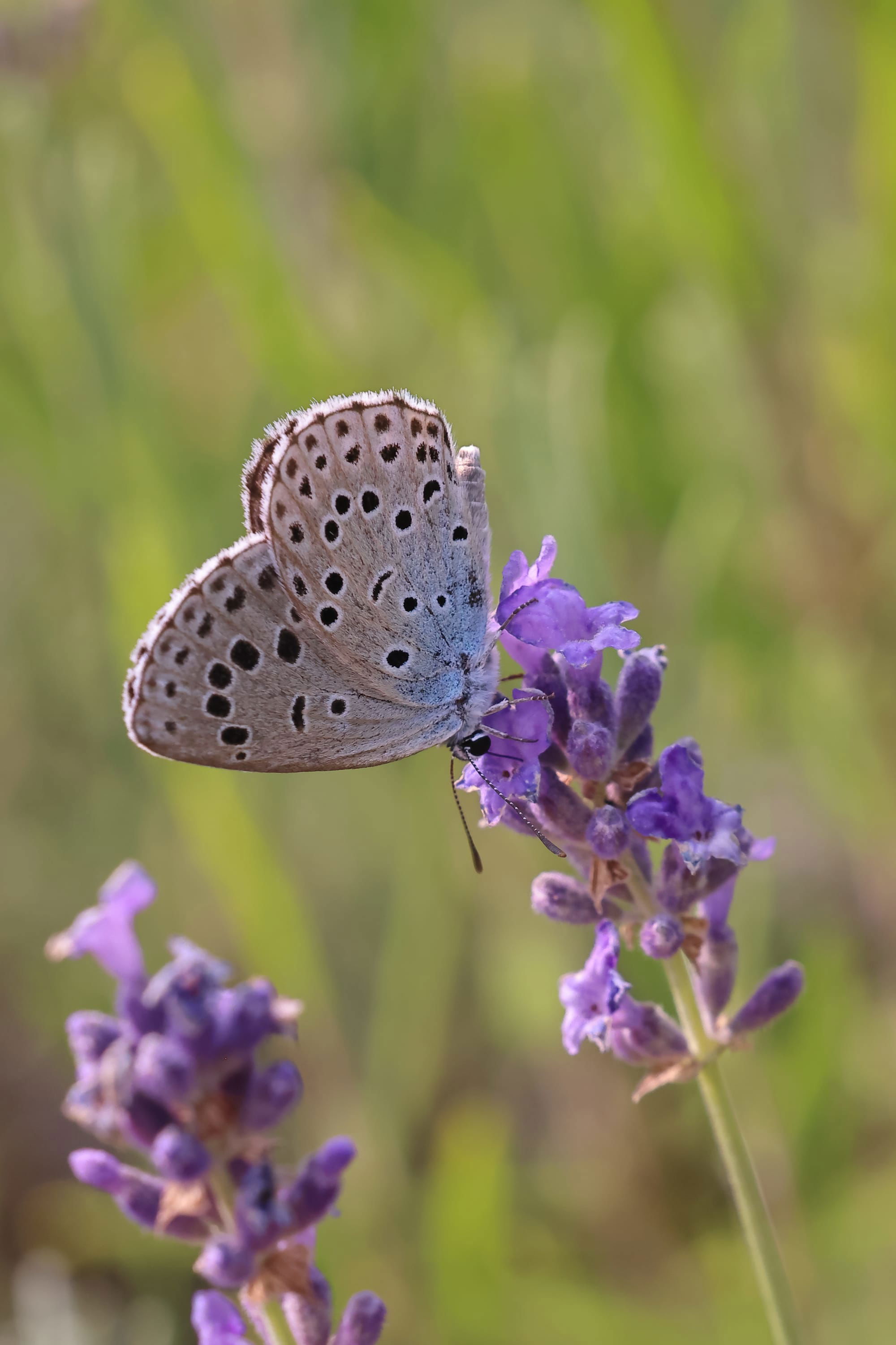 Large Blue