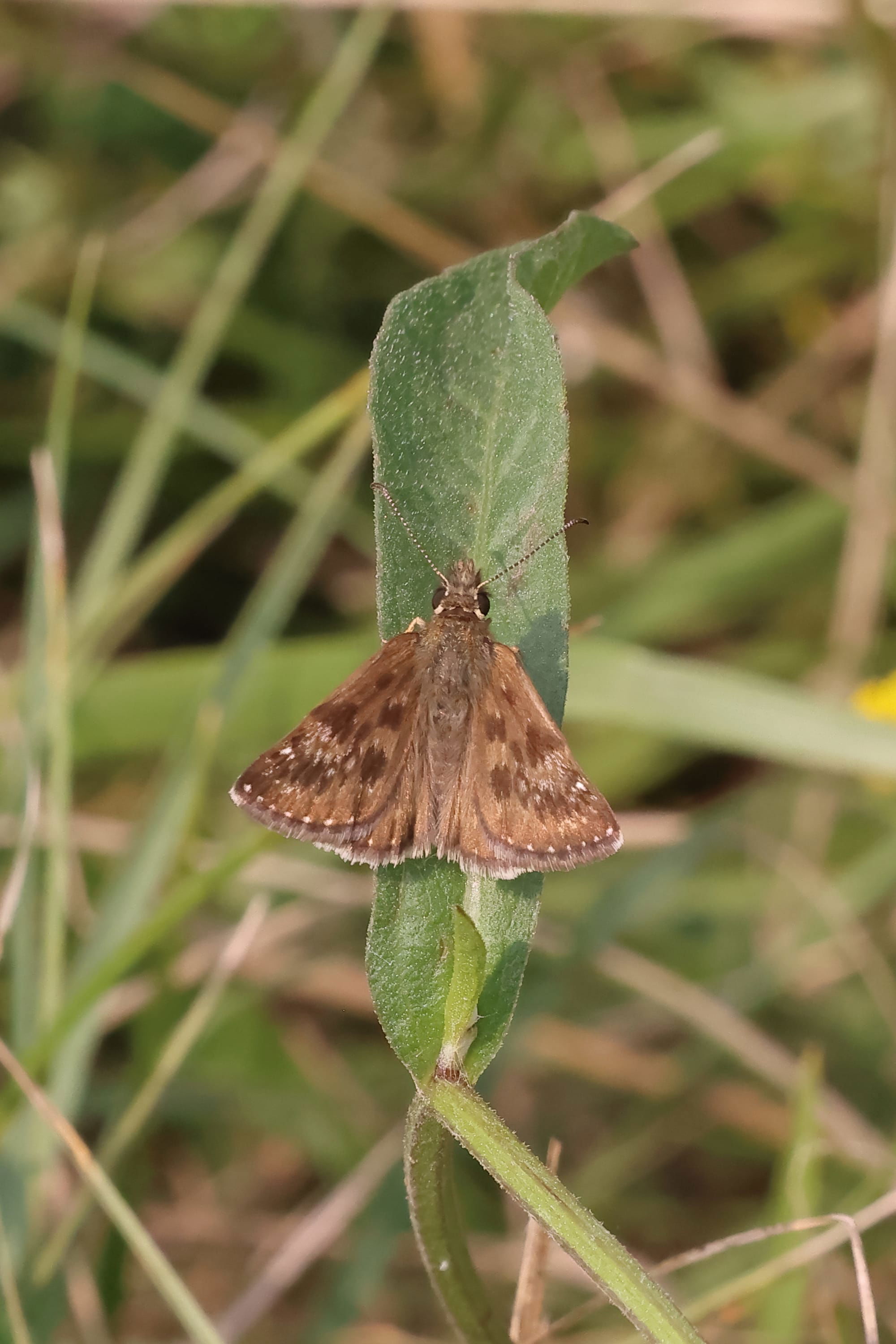 Dingy Skipper