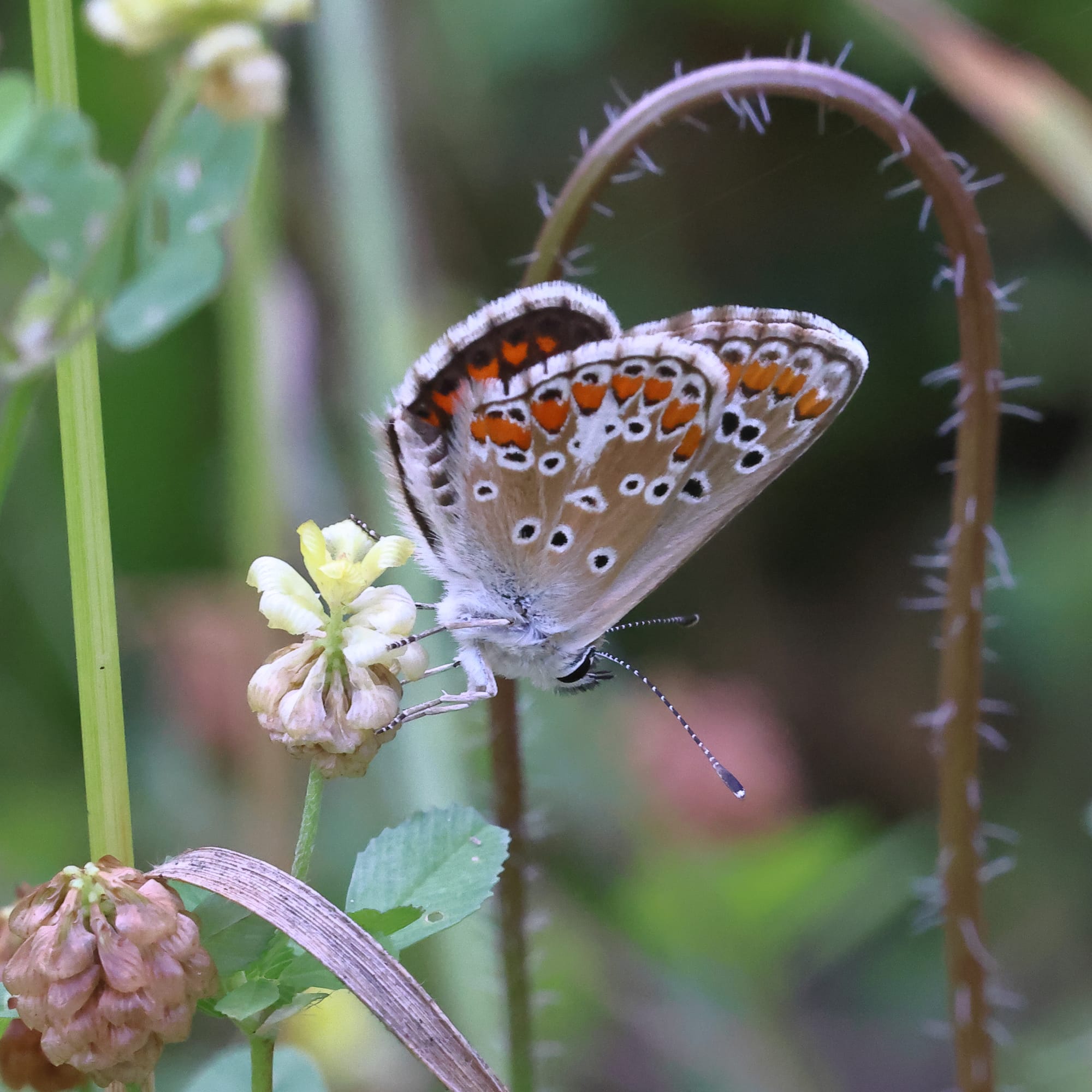 Brown Argus