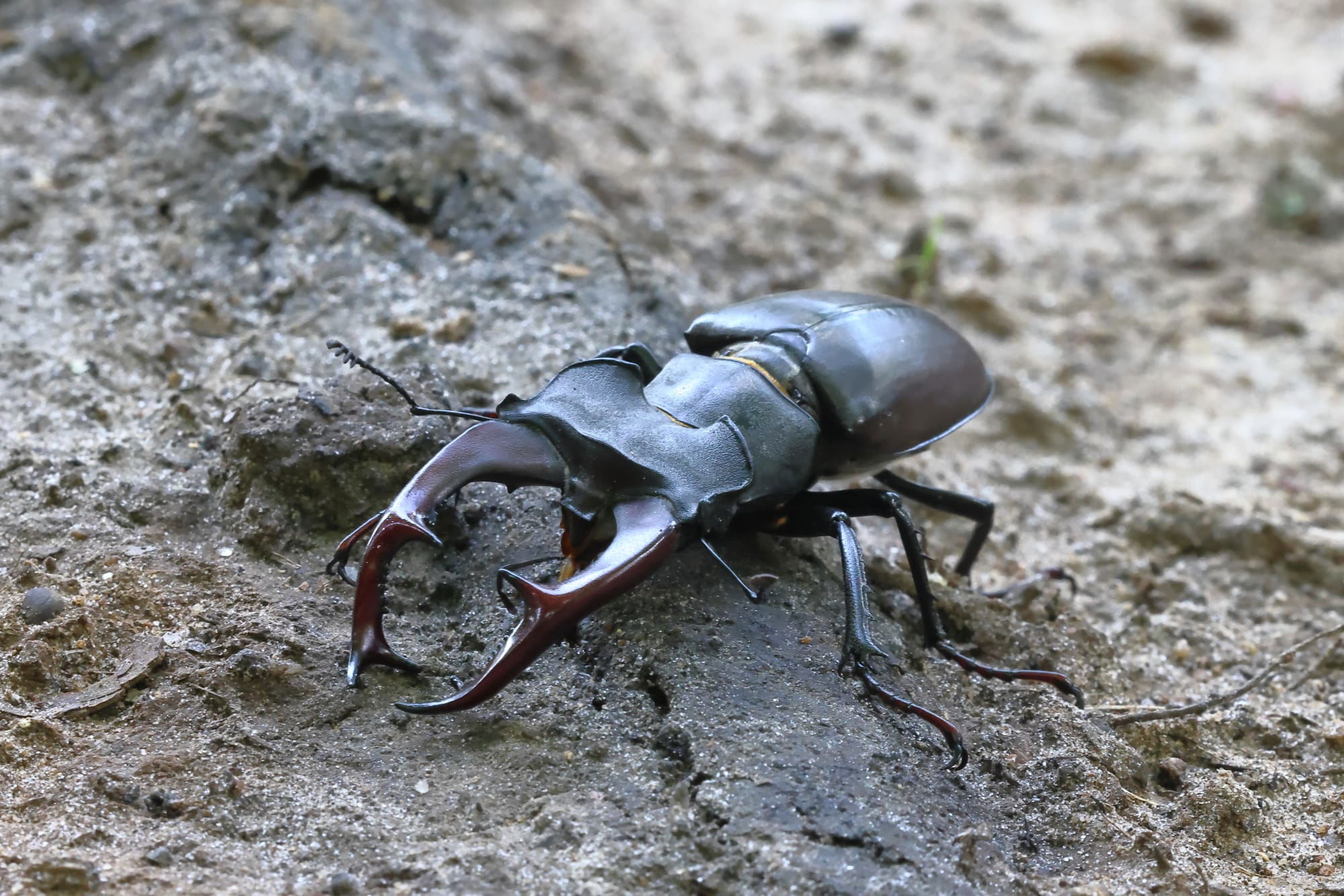 Stag Beetle