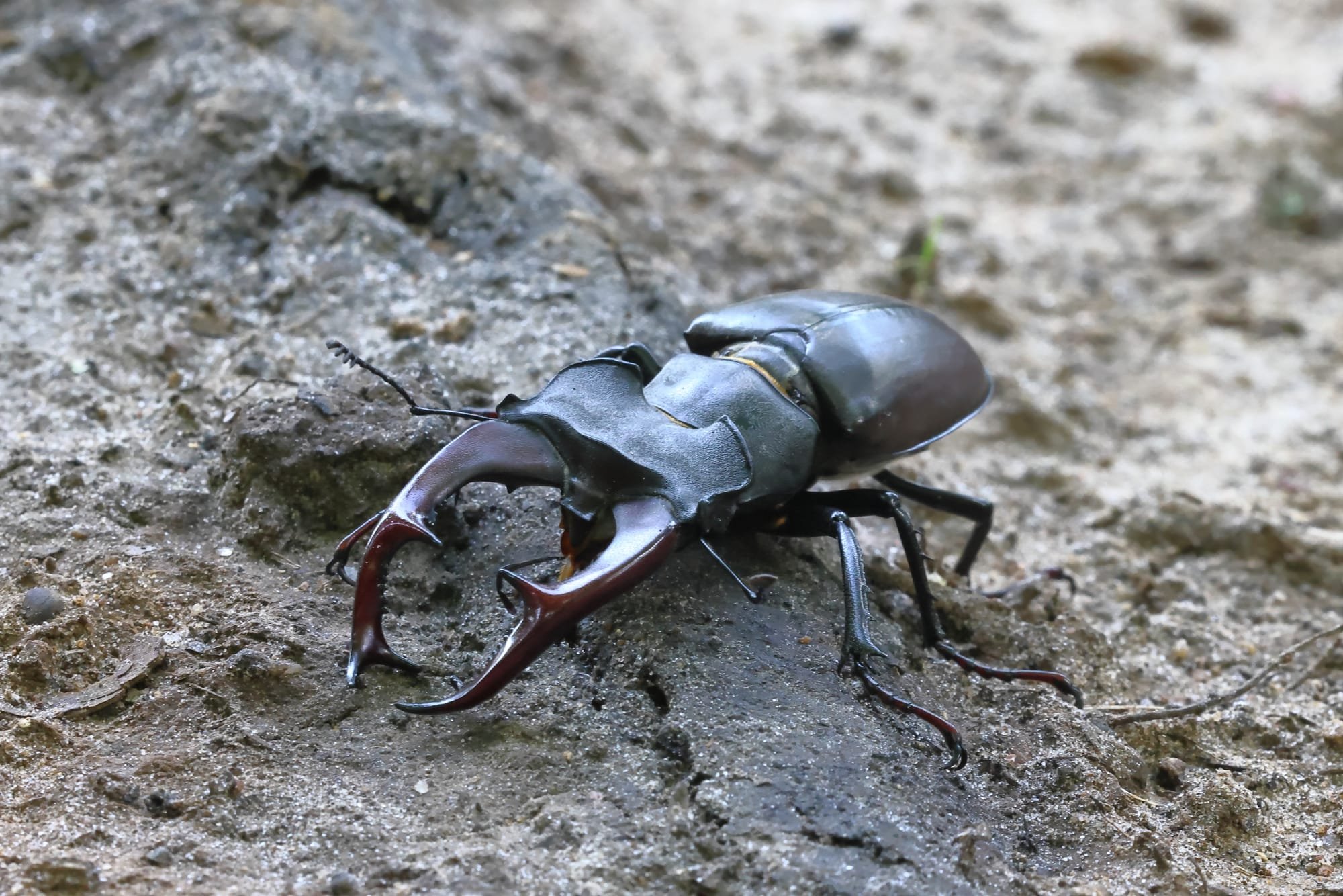 Stag  Beetle