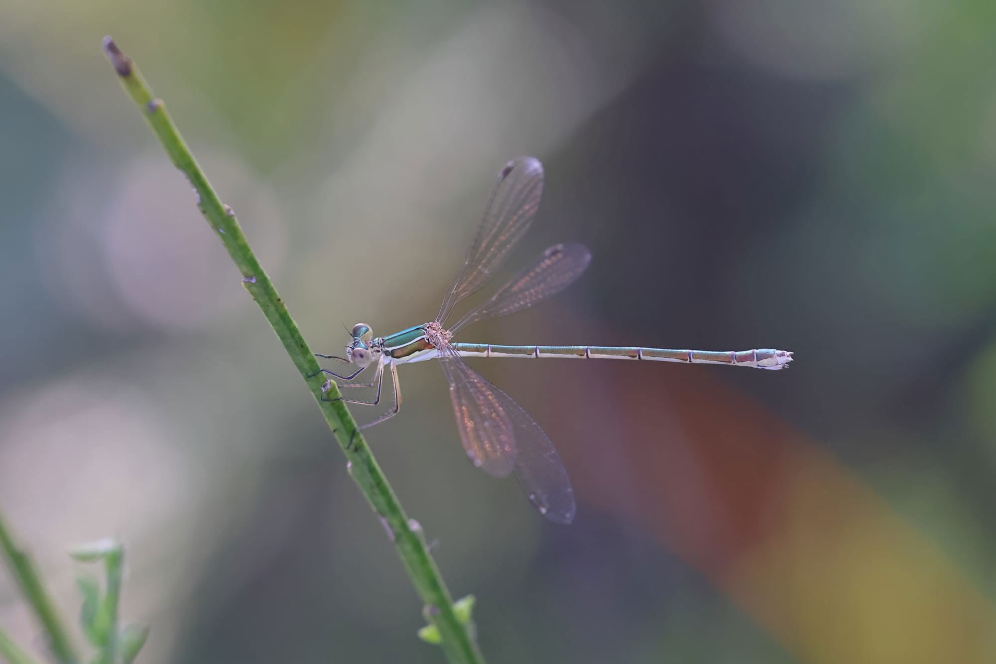 Southern Emerald Damselfly