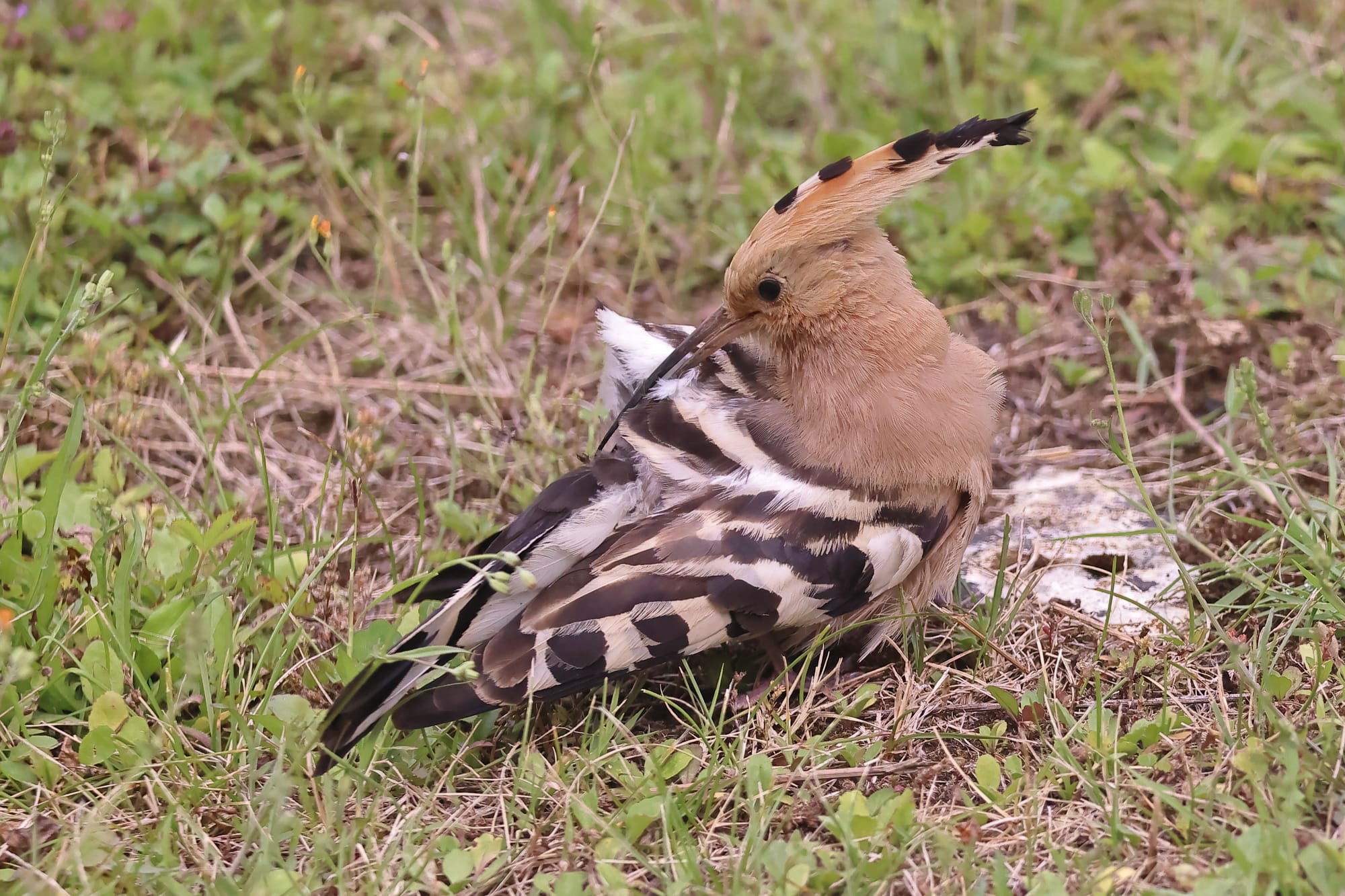 Hoopoe