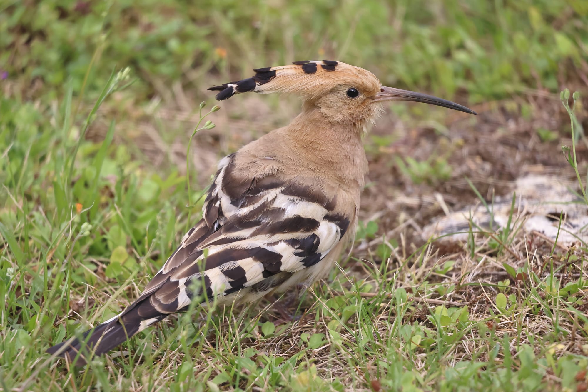 Hoopoe