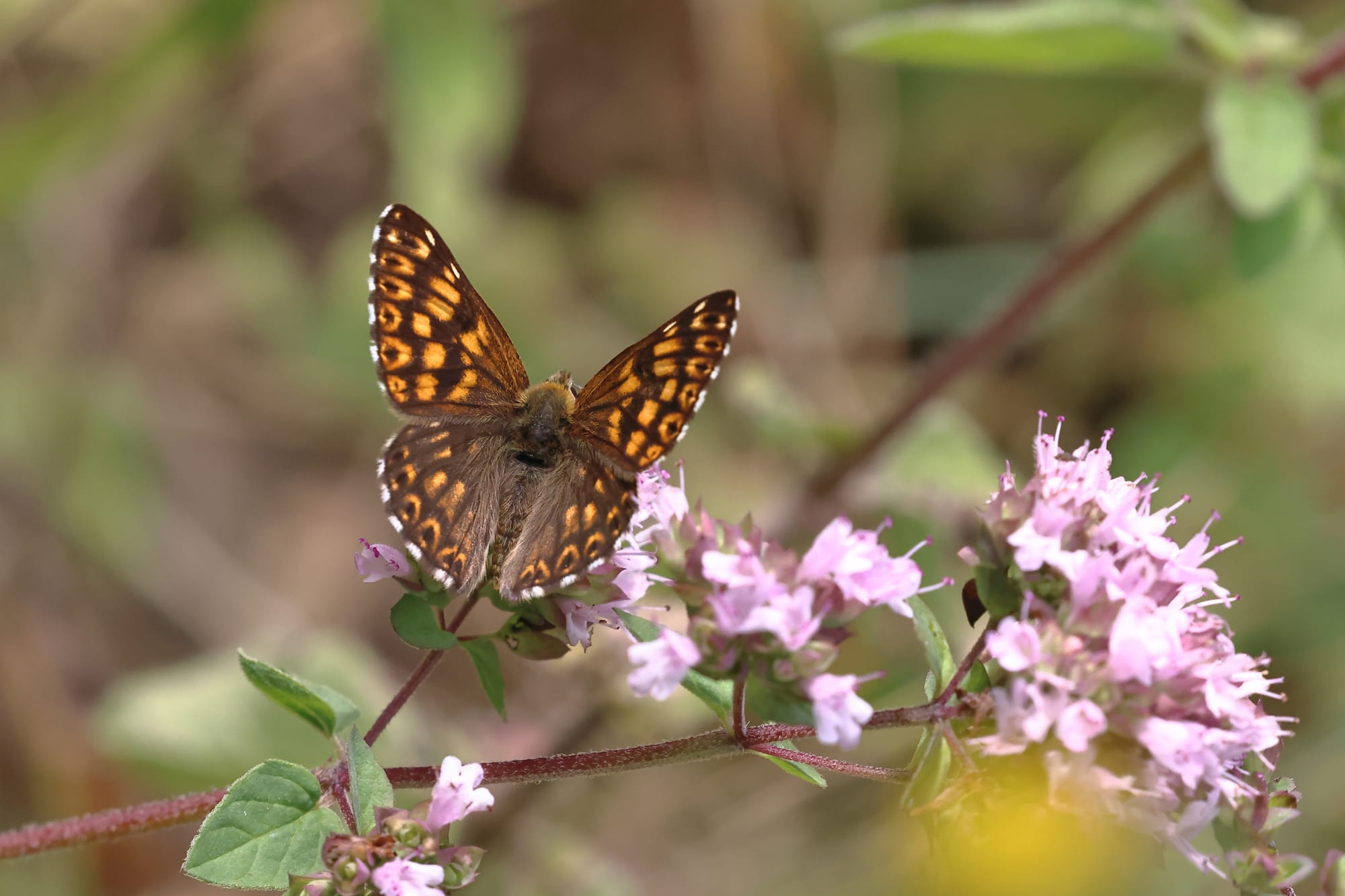 Duke of Burgundy Fritillary