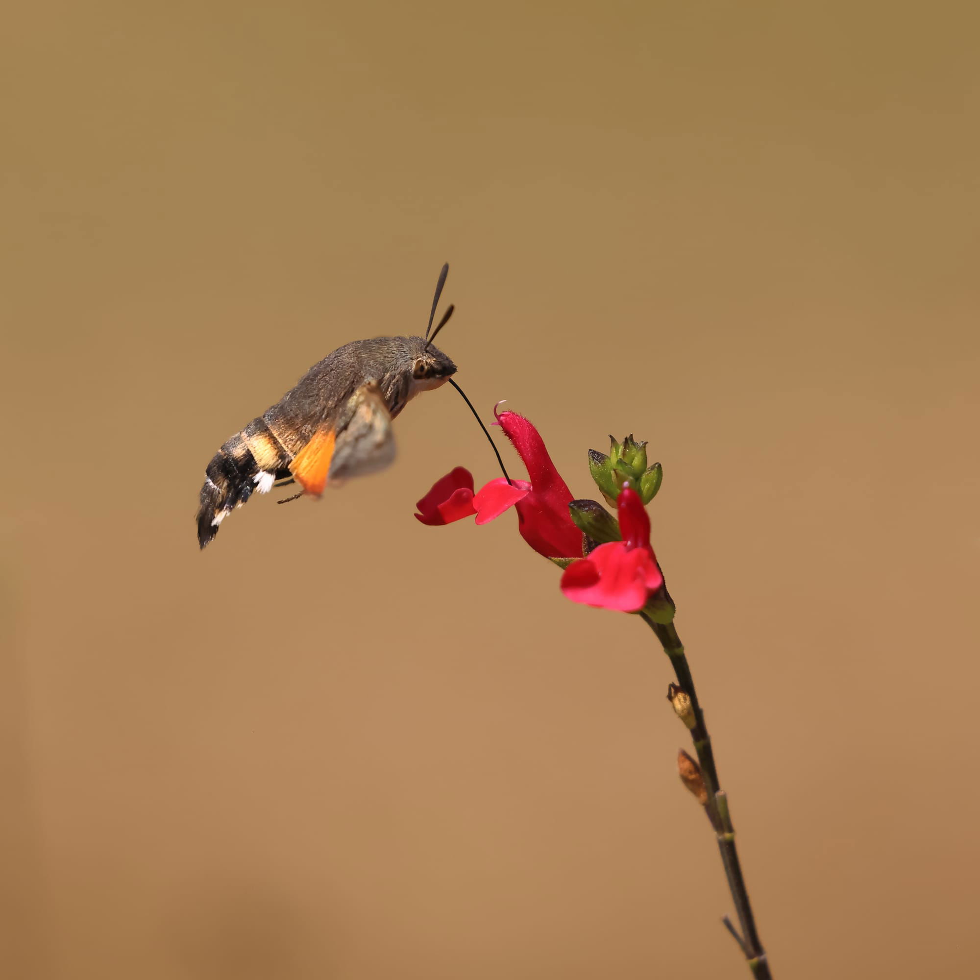 Hummingbird Hawk Moth