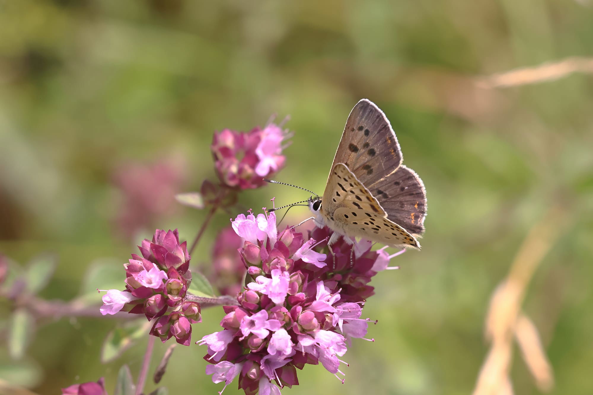 Sooty Copper