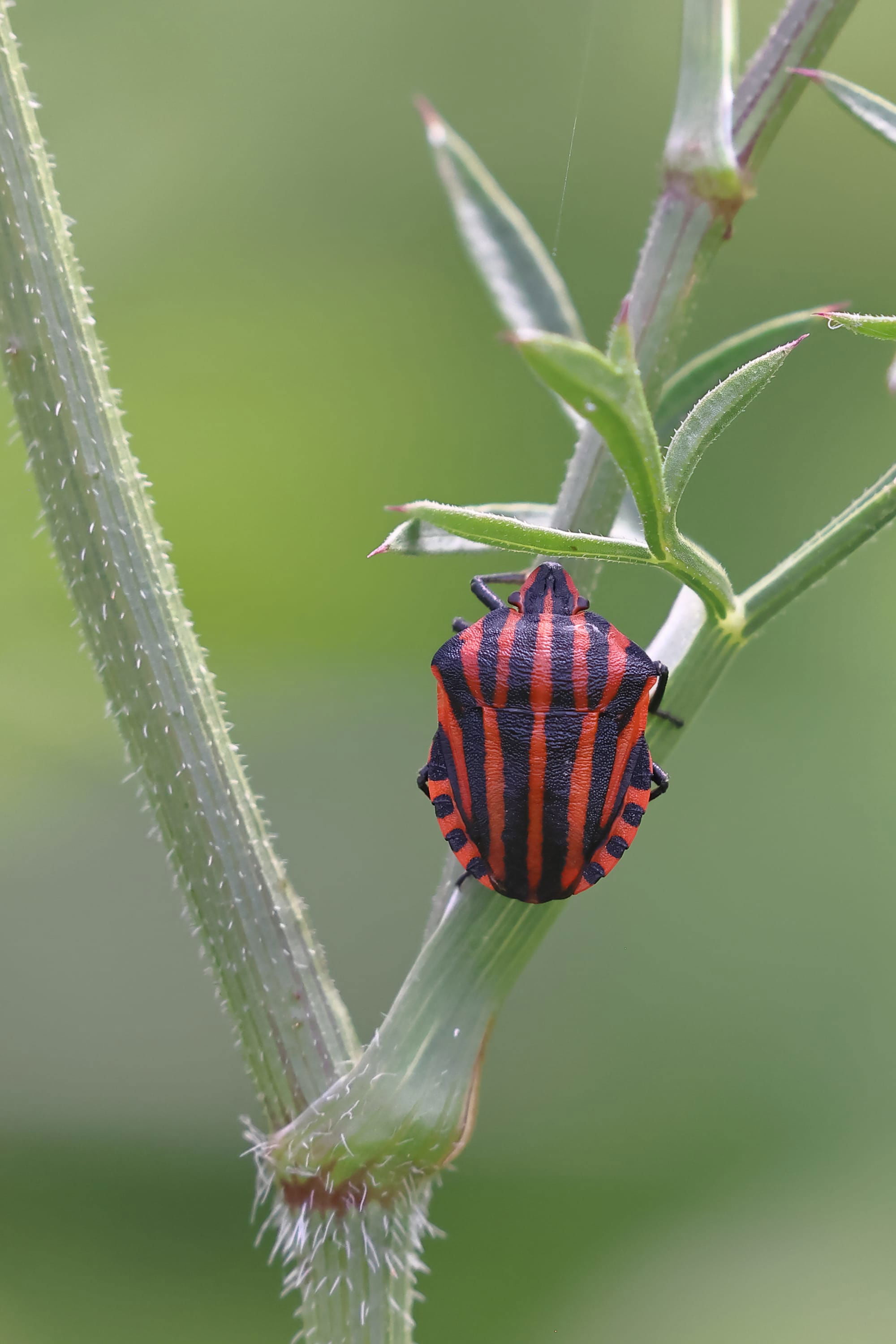 European Striped Shieldbug