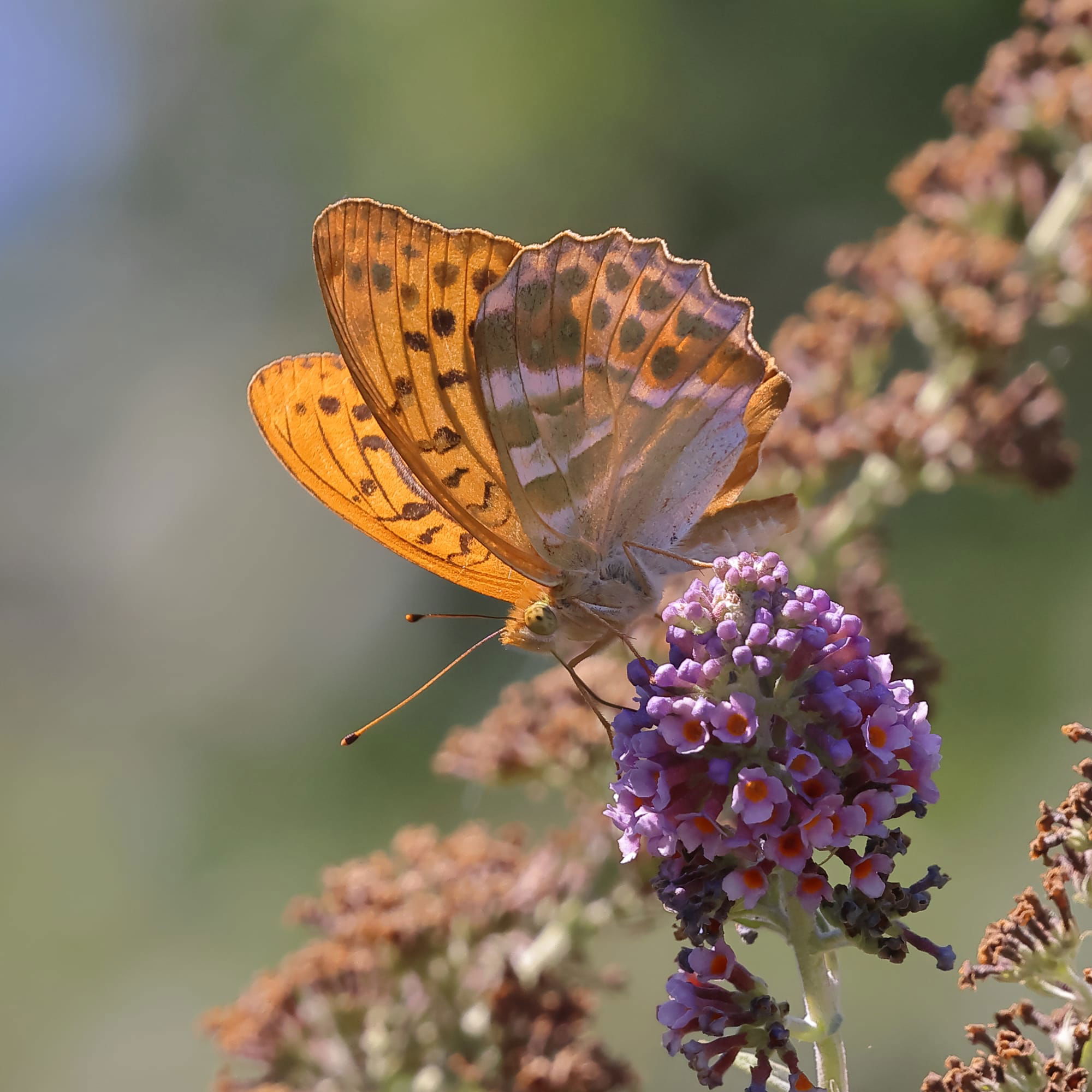 Silver-washed Fritillary