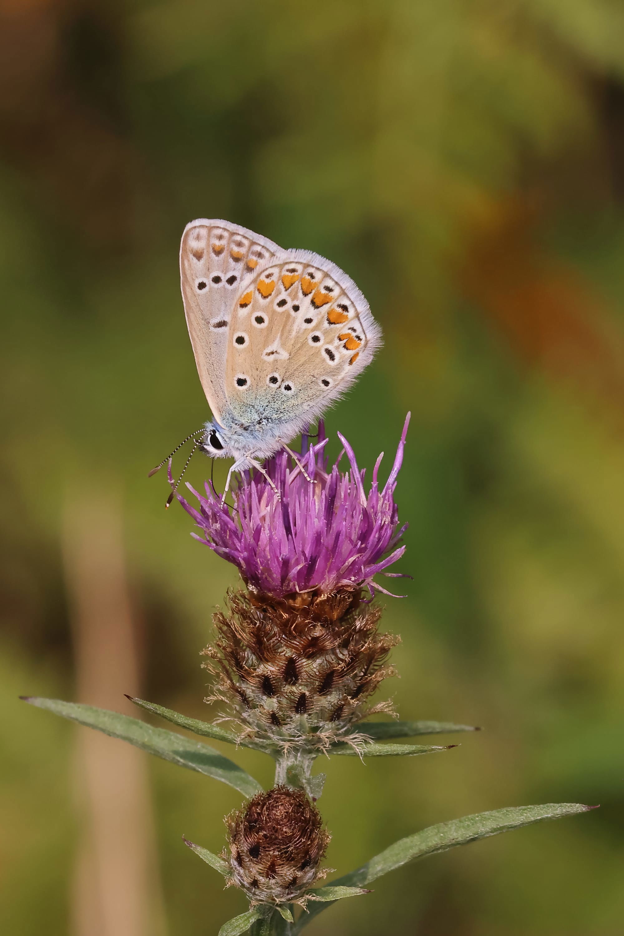 Common Blue