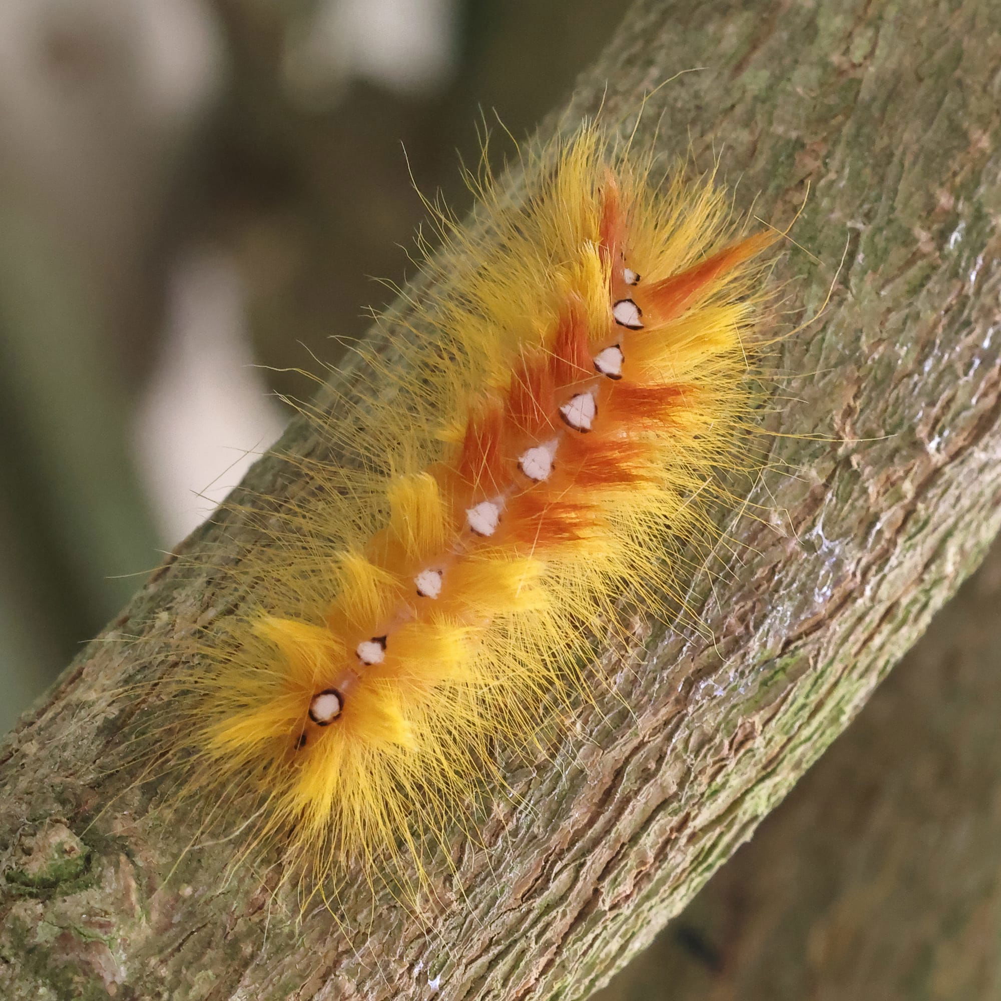 Sycamore Moth