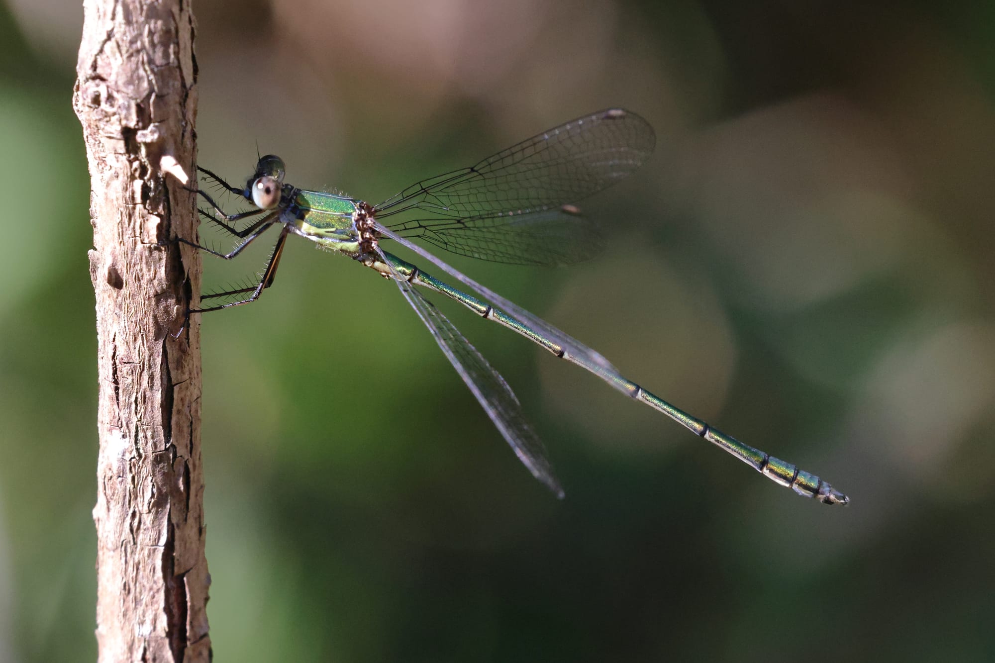 Small Emerald Damselfly