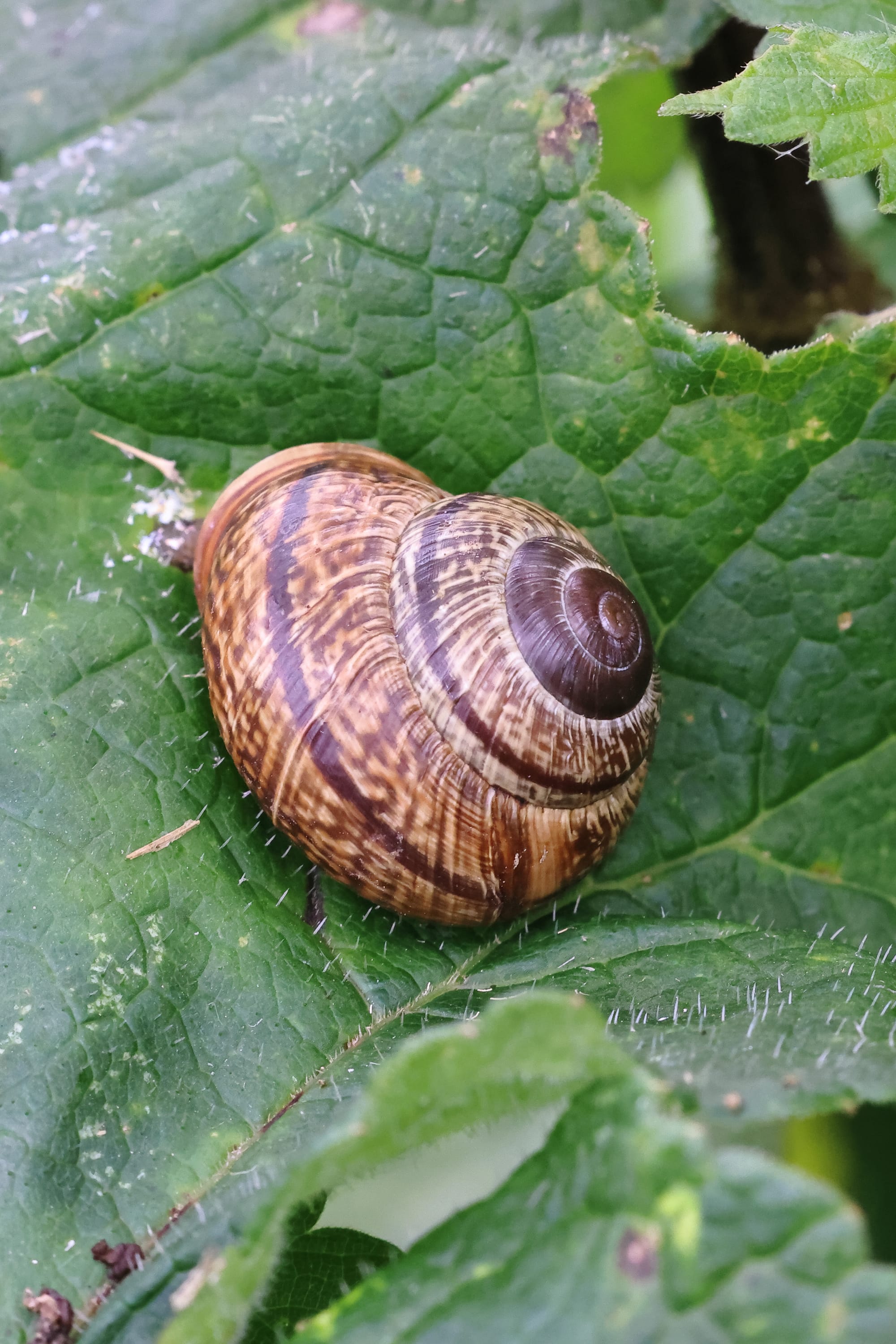 Copse Snail