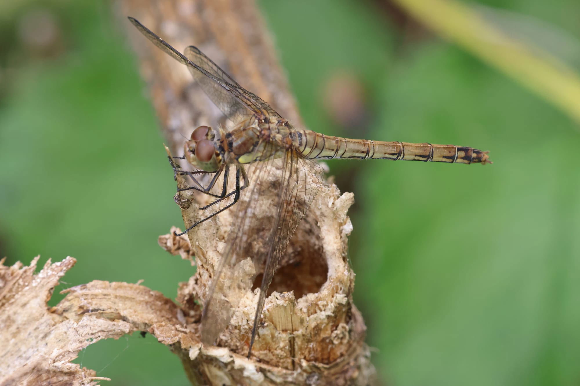 Common Darter