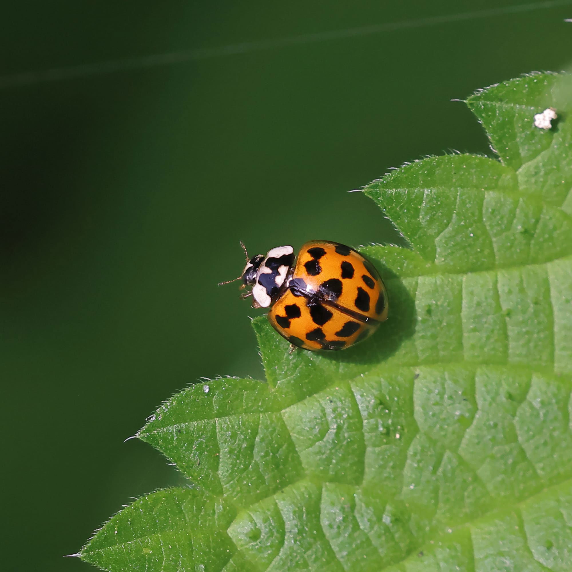 Harlequin Ladybird