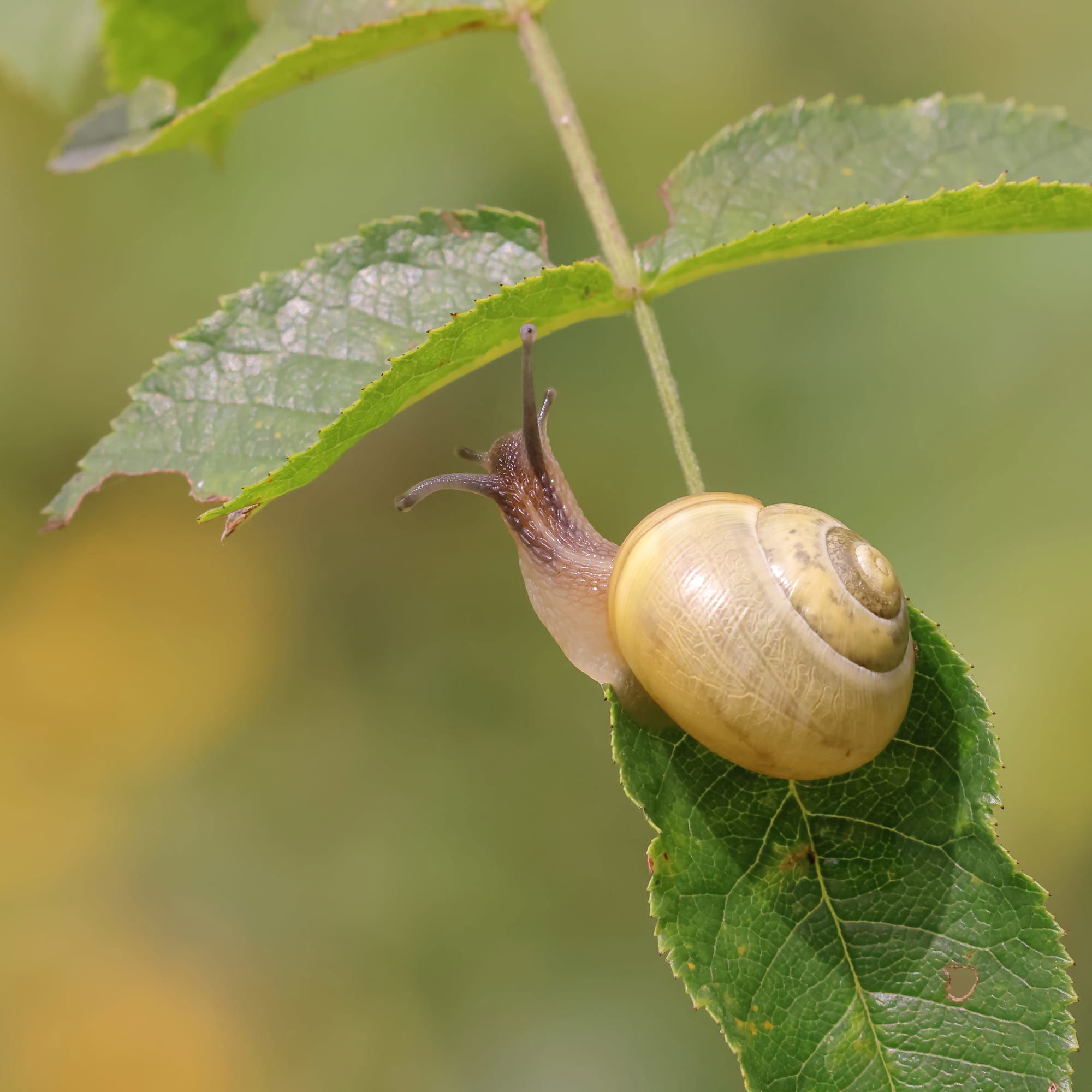 White-lipped Snail