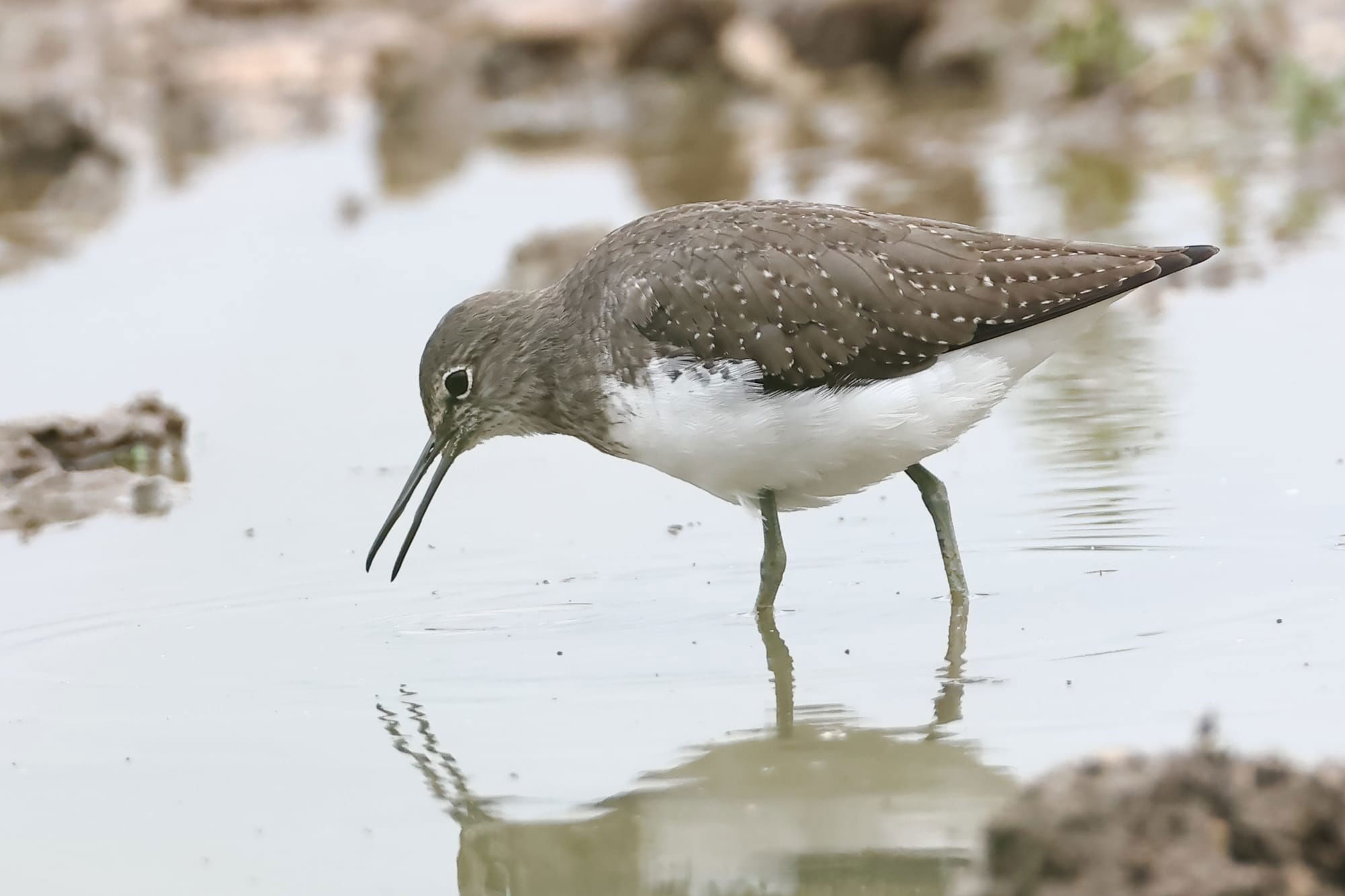 Green Sandpiper