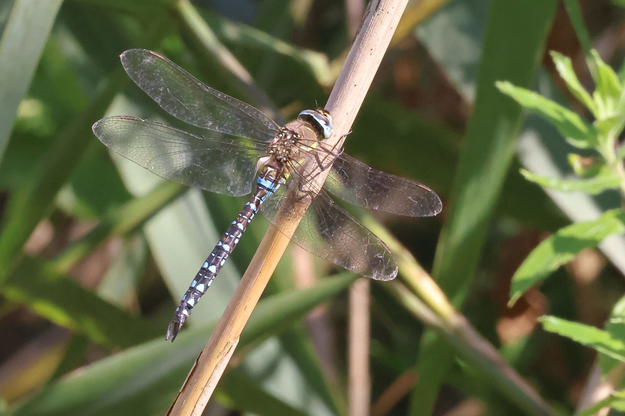 Migrant Hawker