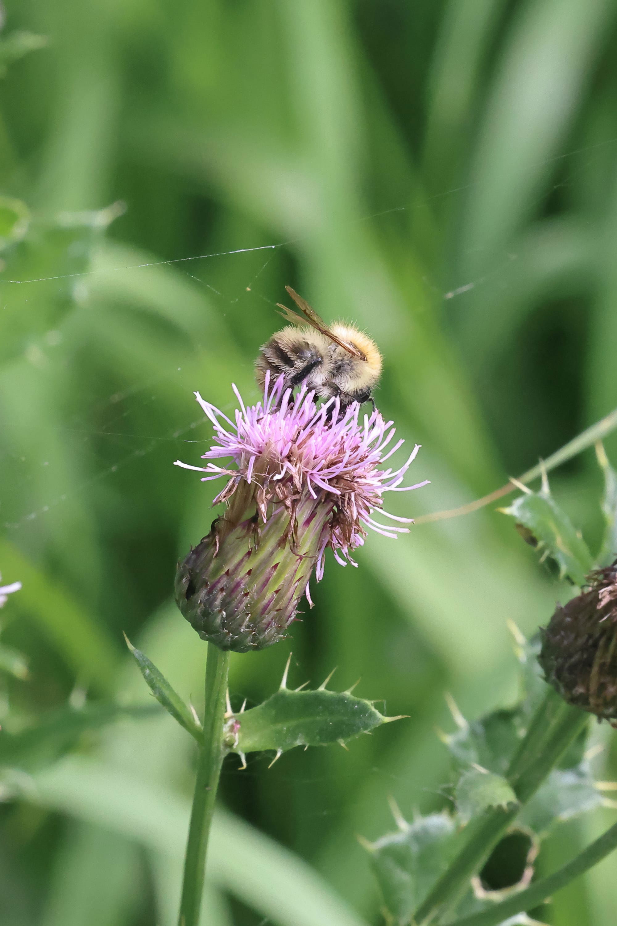 Common Carder Bee