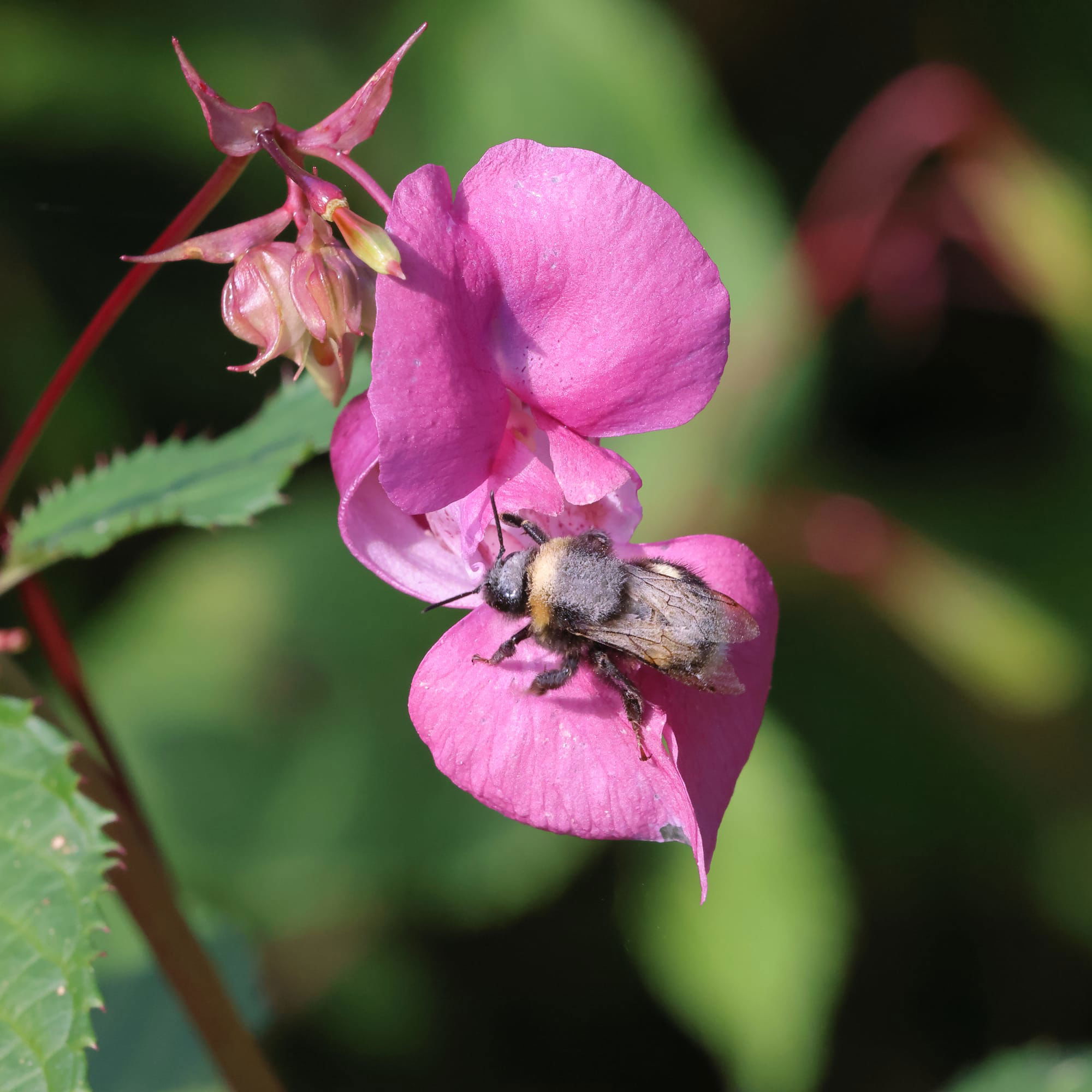 White-tailed Bumblebee