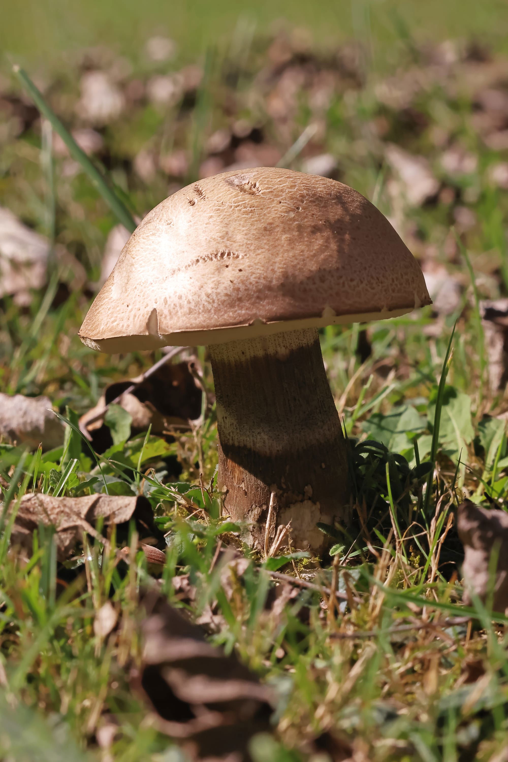 Slate Boletus