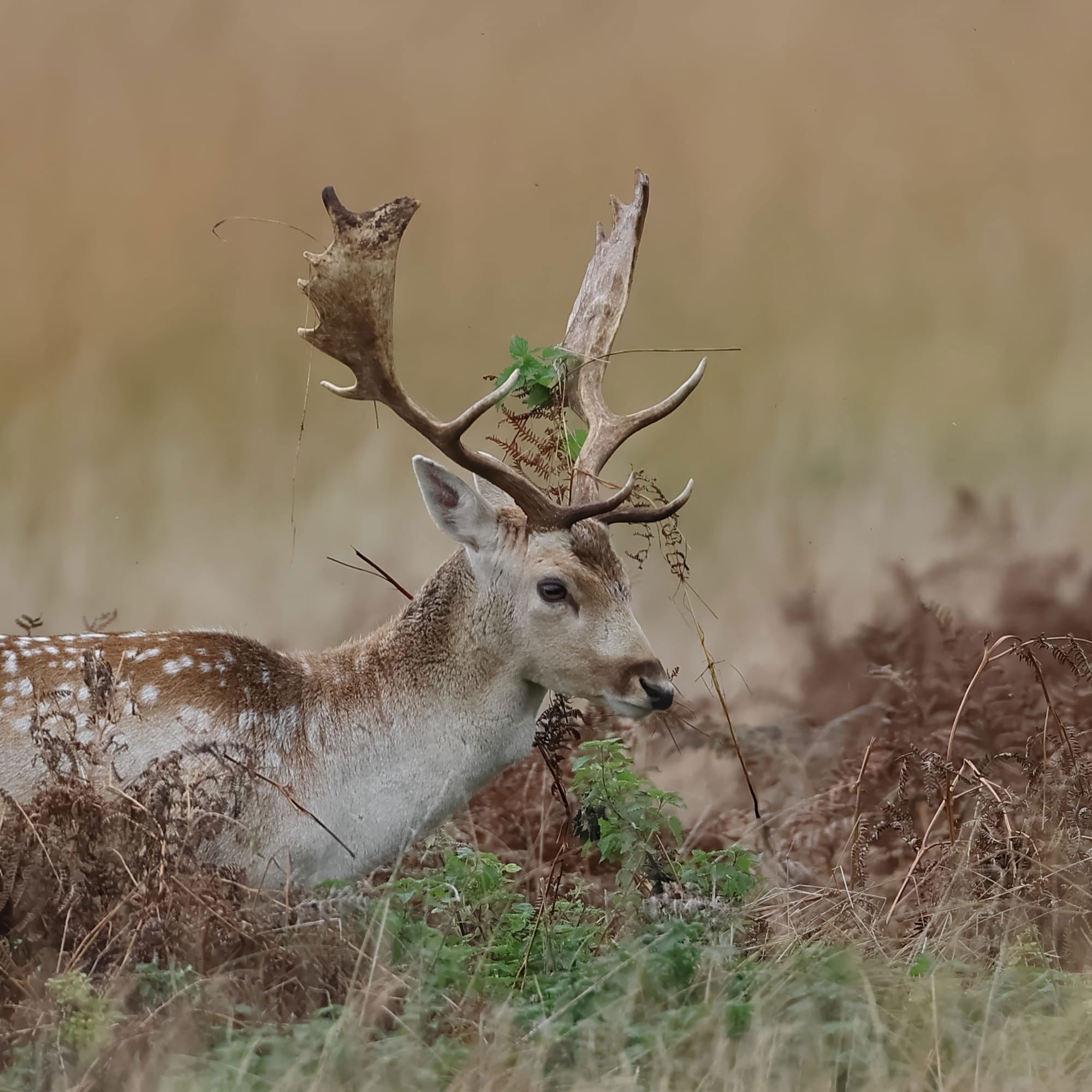 Fallow Deer