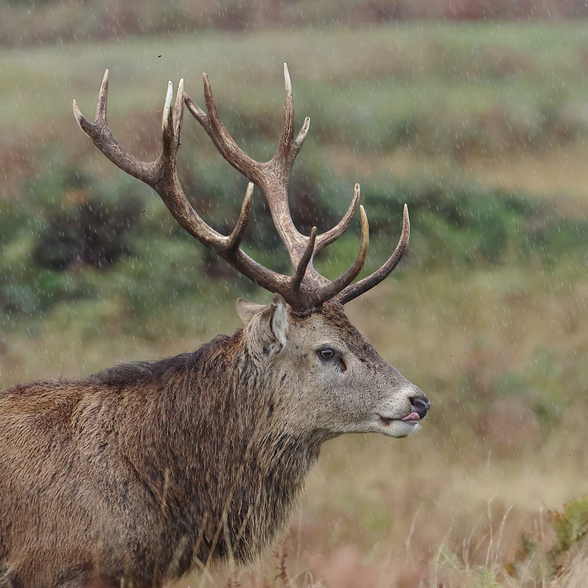 Red Deer