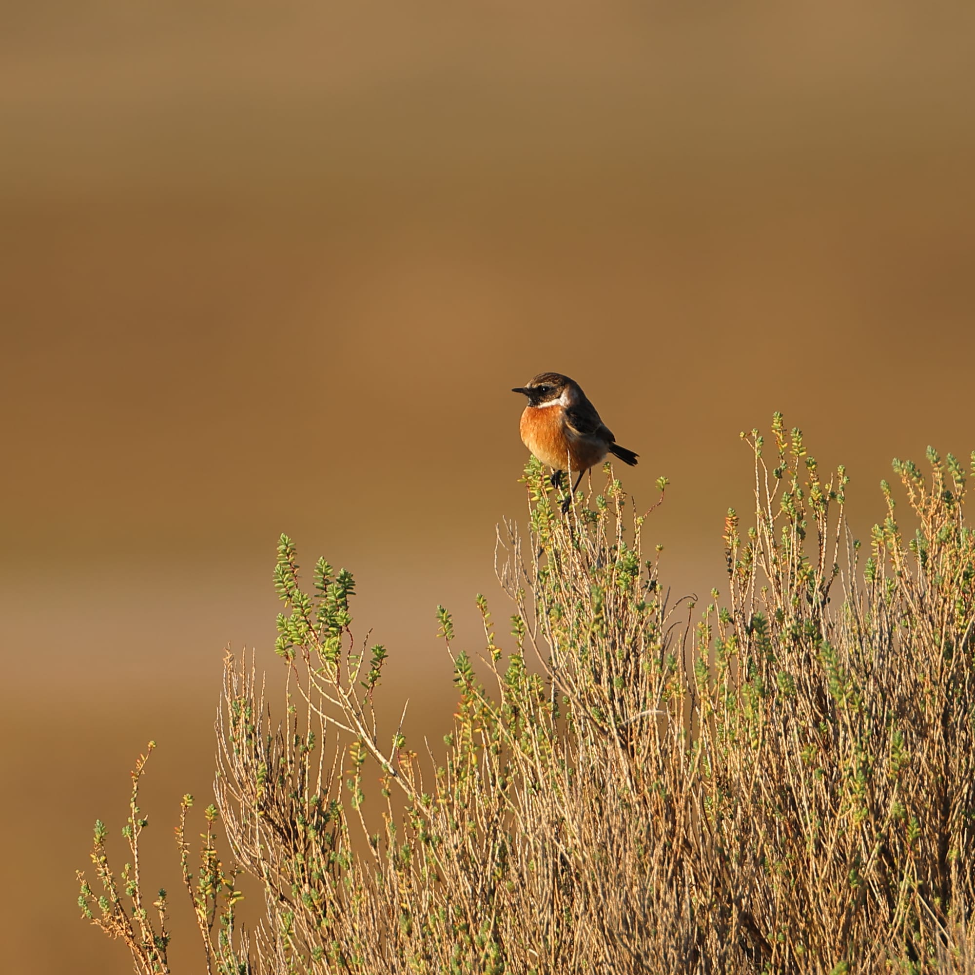 Stonechat