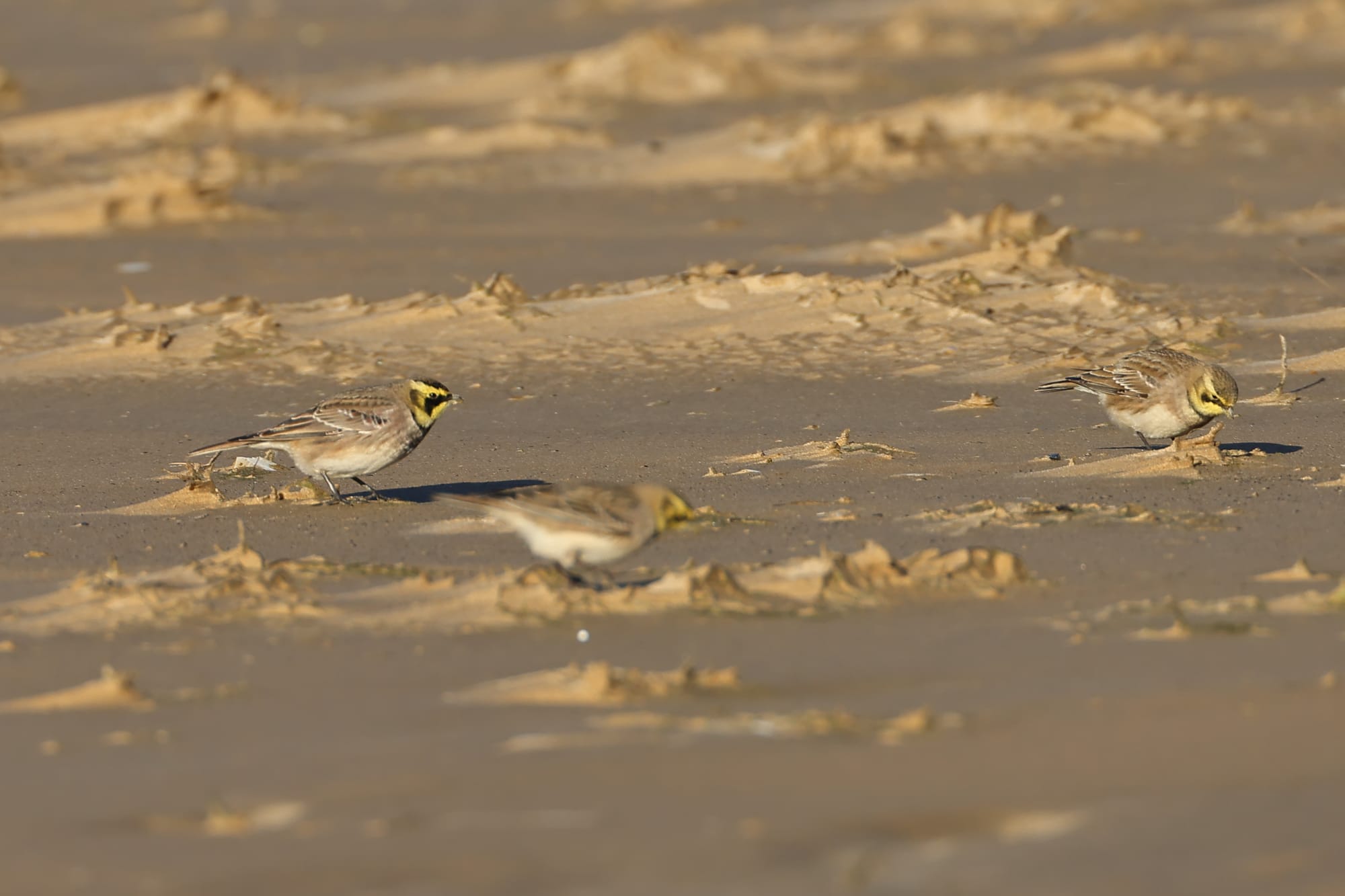 Shore Lark