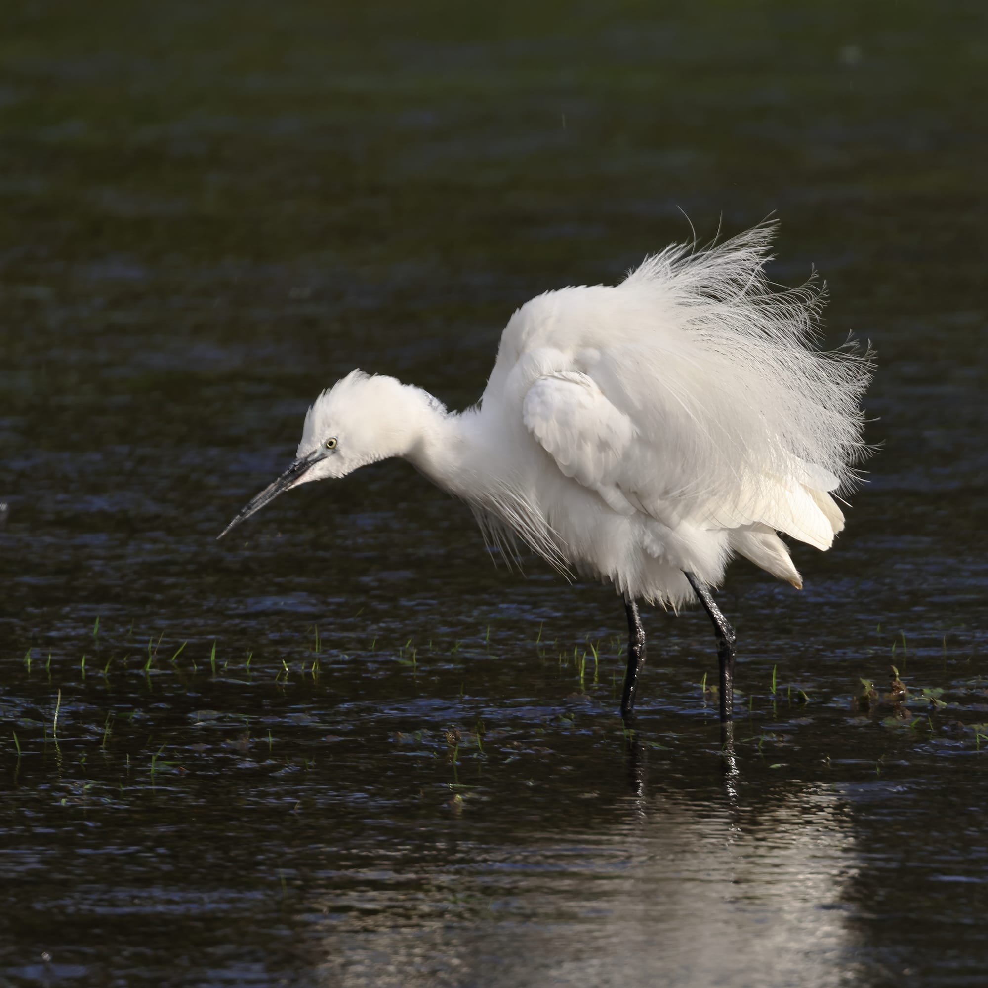 Little Egret