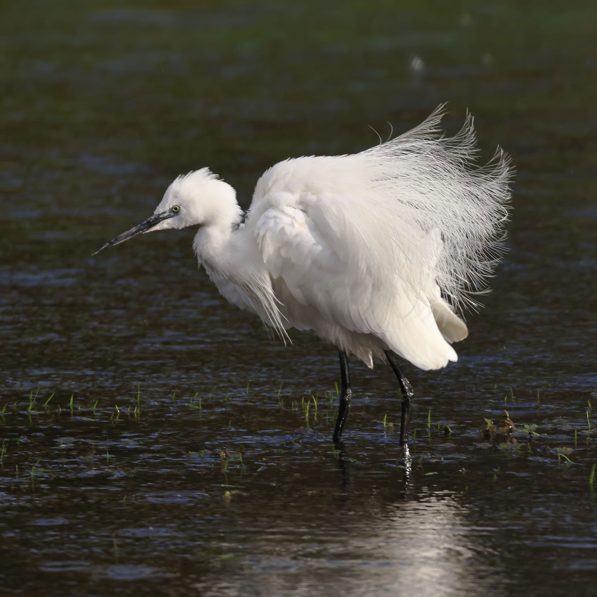 Little Egret