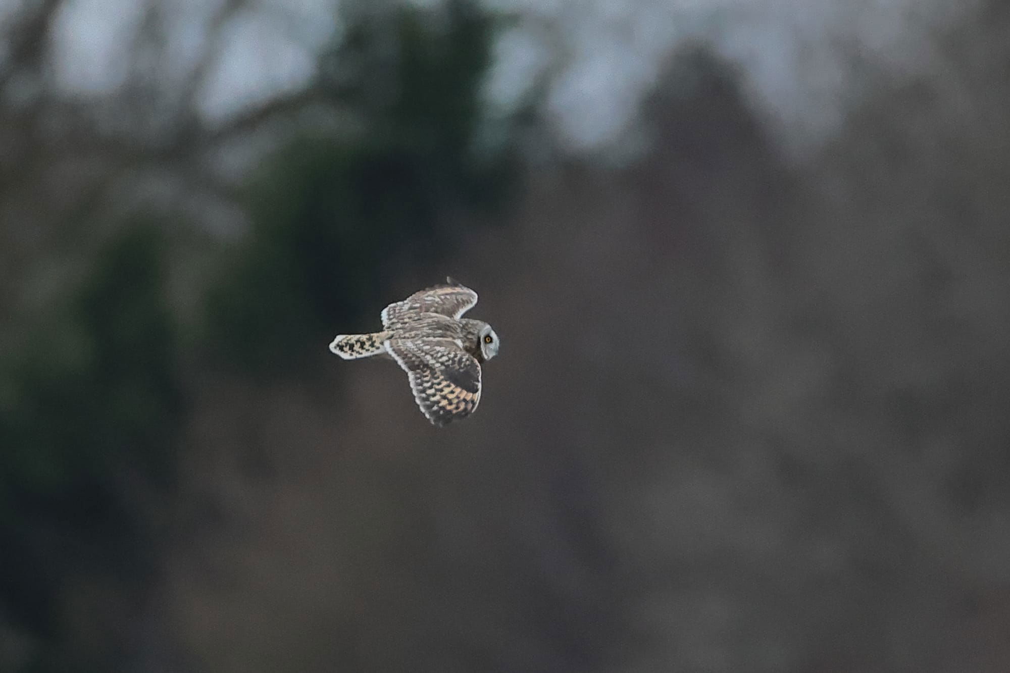 Short-eared Owl