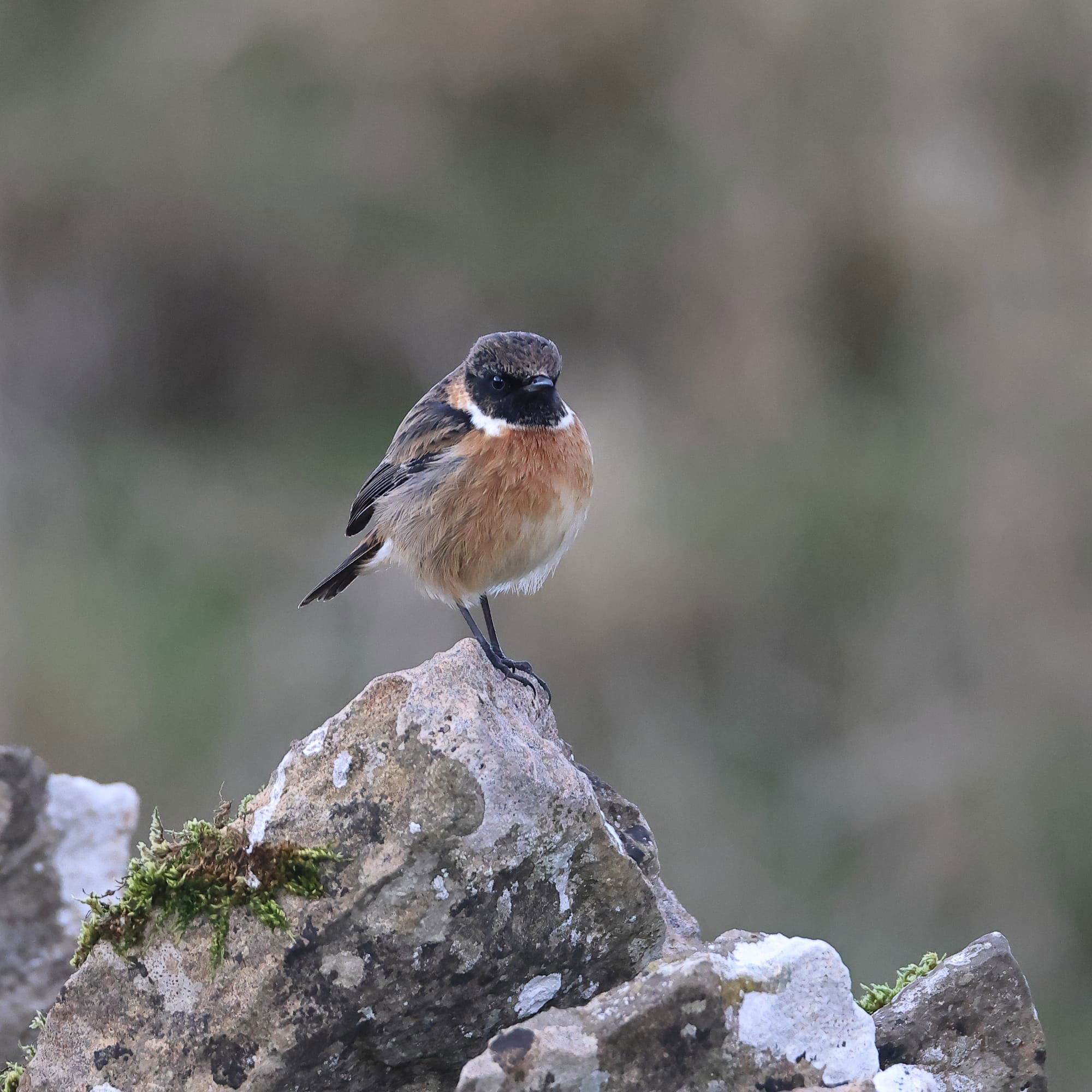 Stonechat