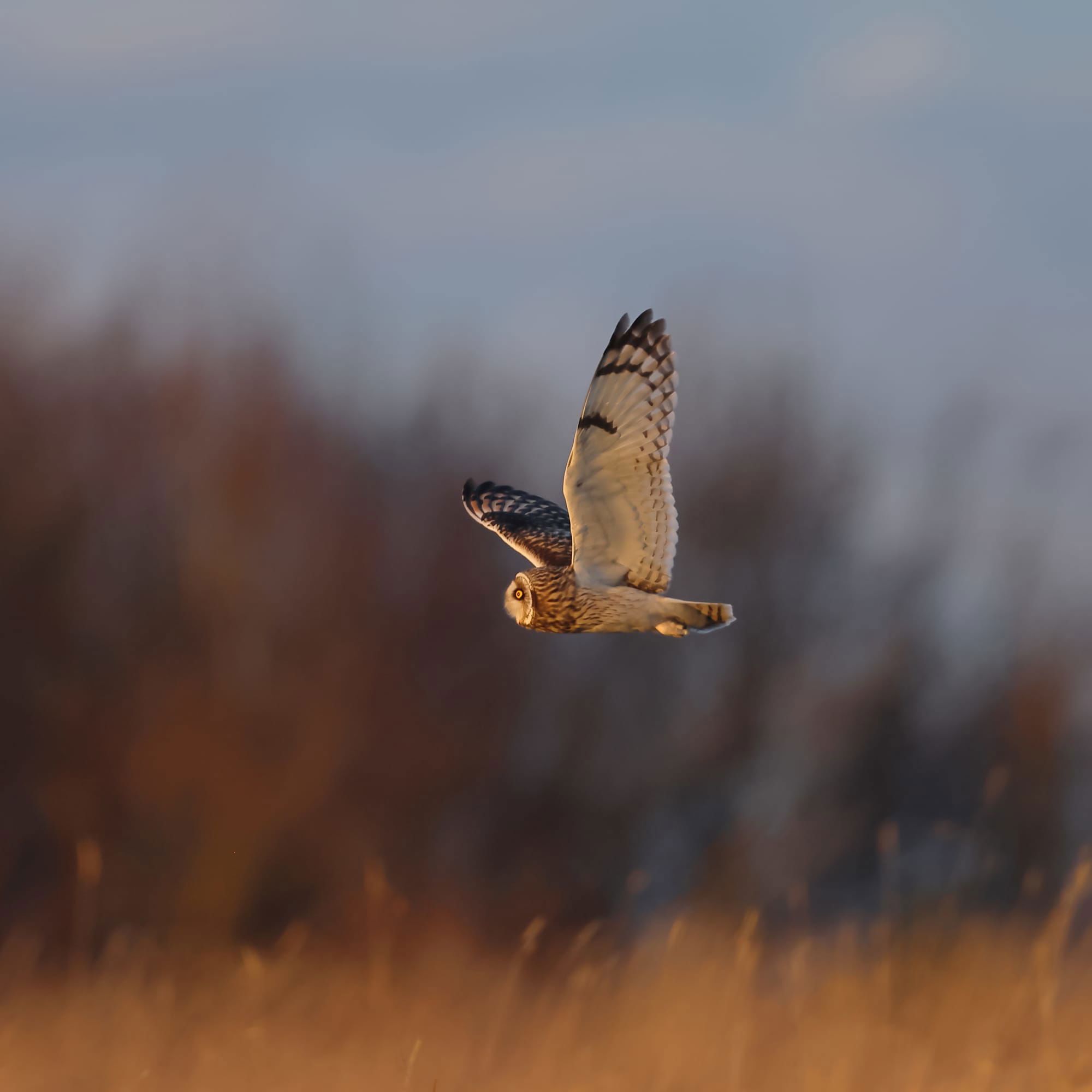 Short-eared Owl