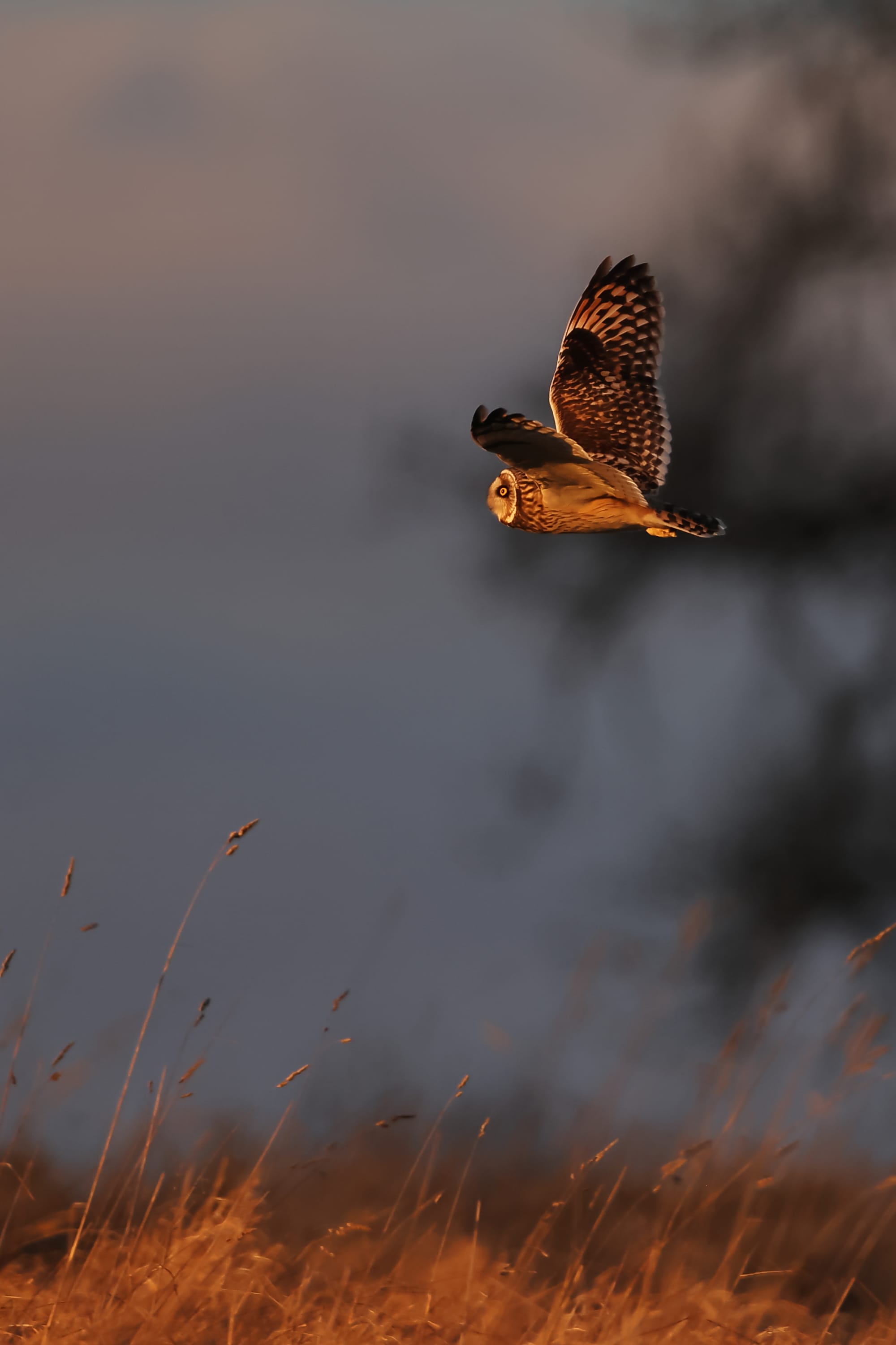 Short-eared Owl