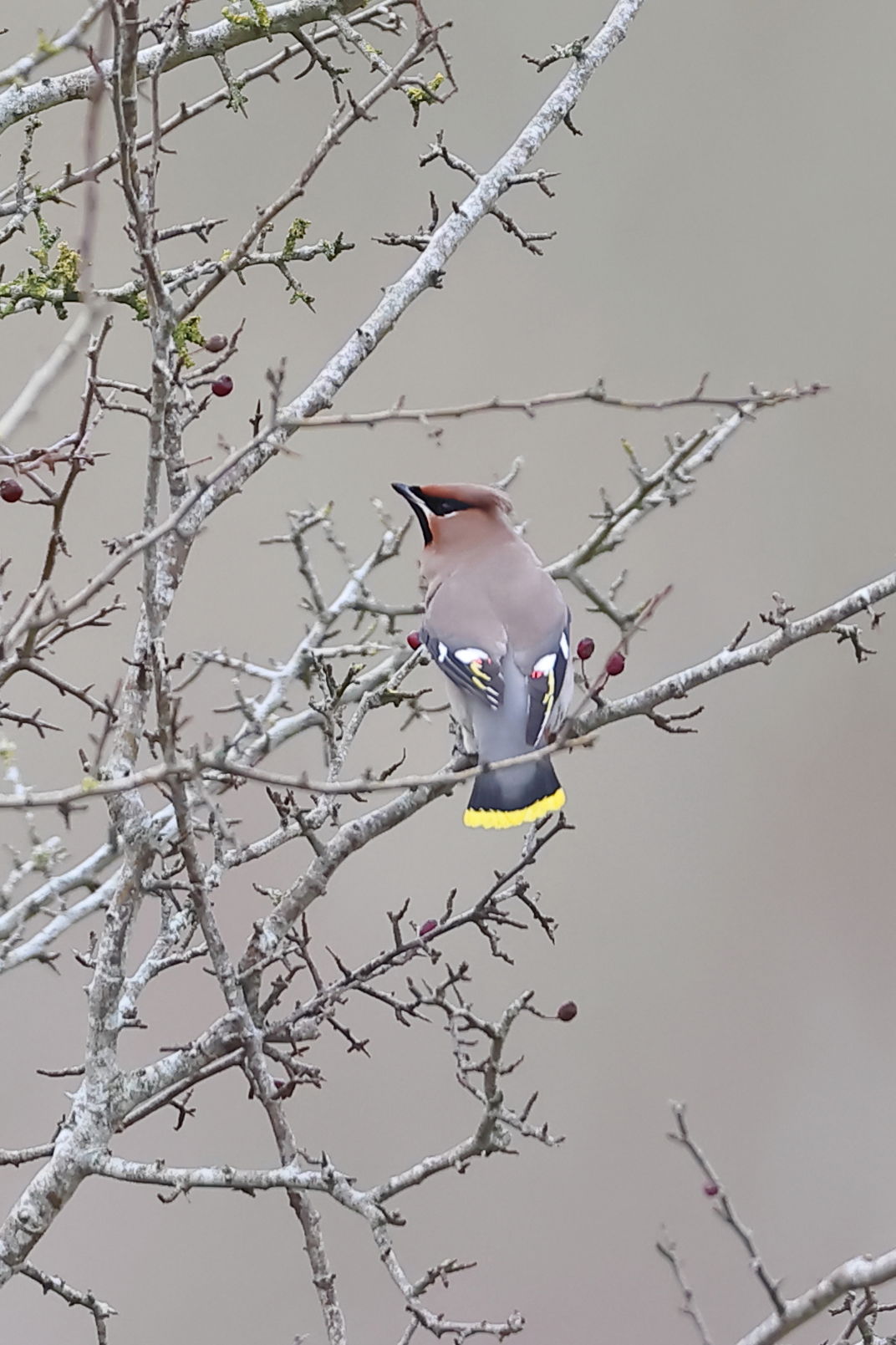 Waxwing