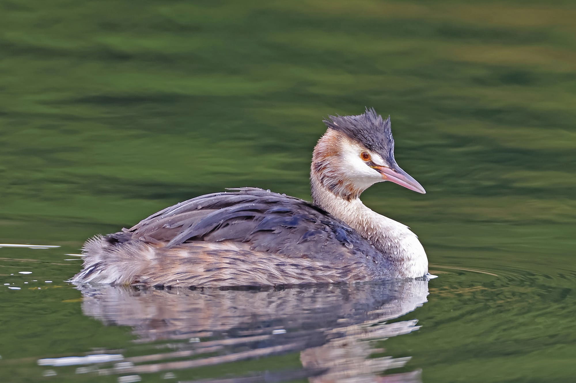 Great Crested Grebe