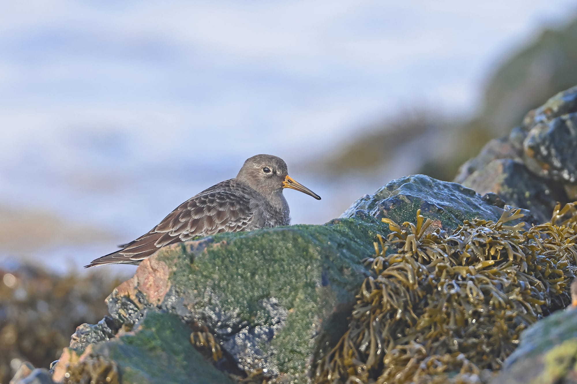 Purple Sandpiper