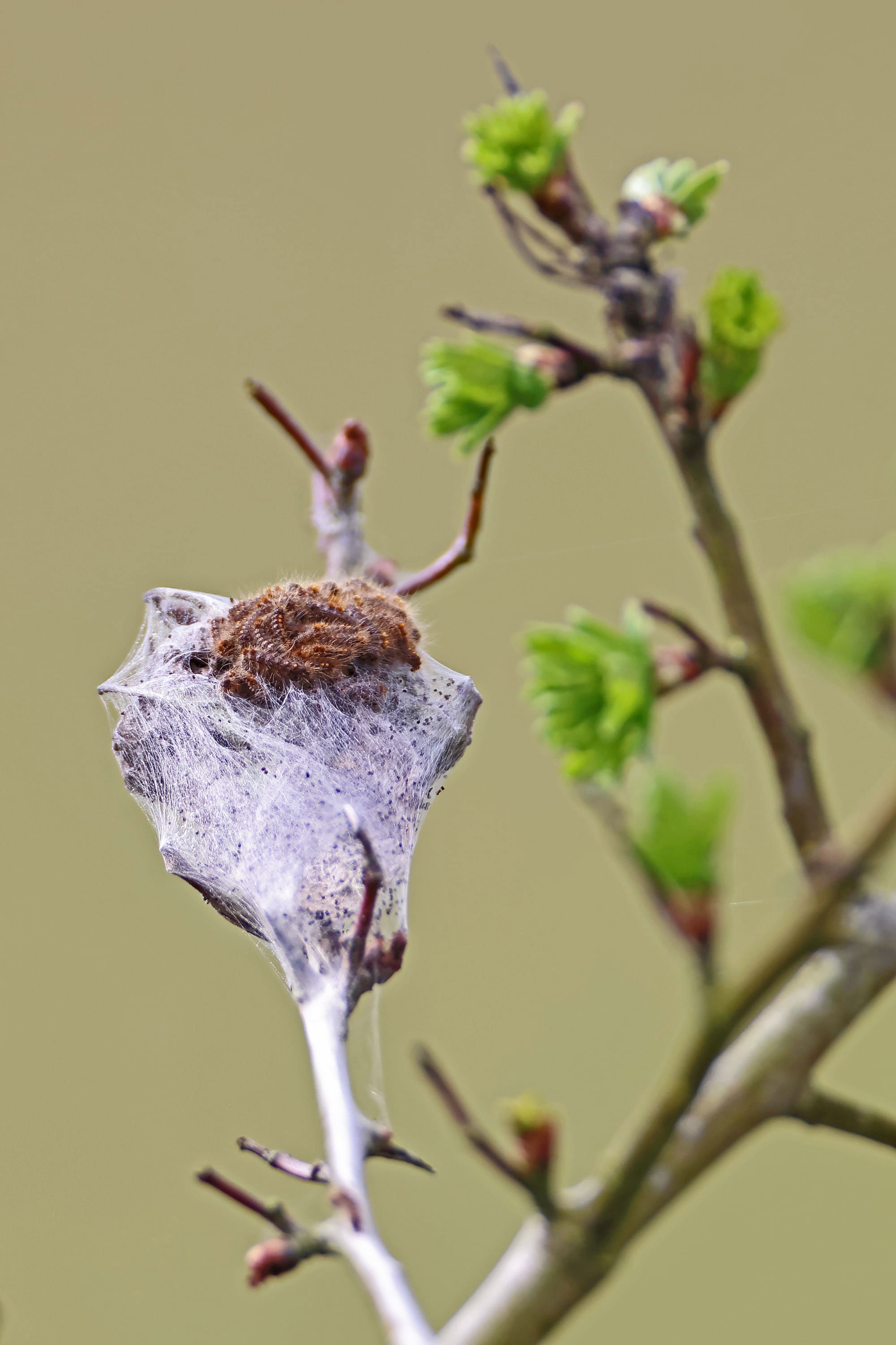 Brown-tail Moth caterpillar