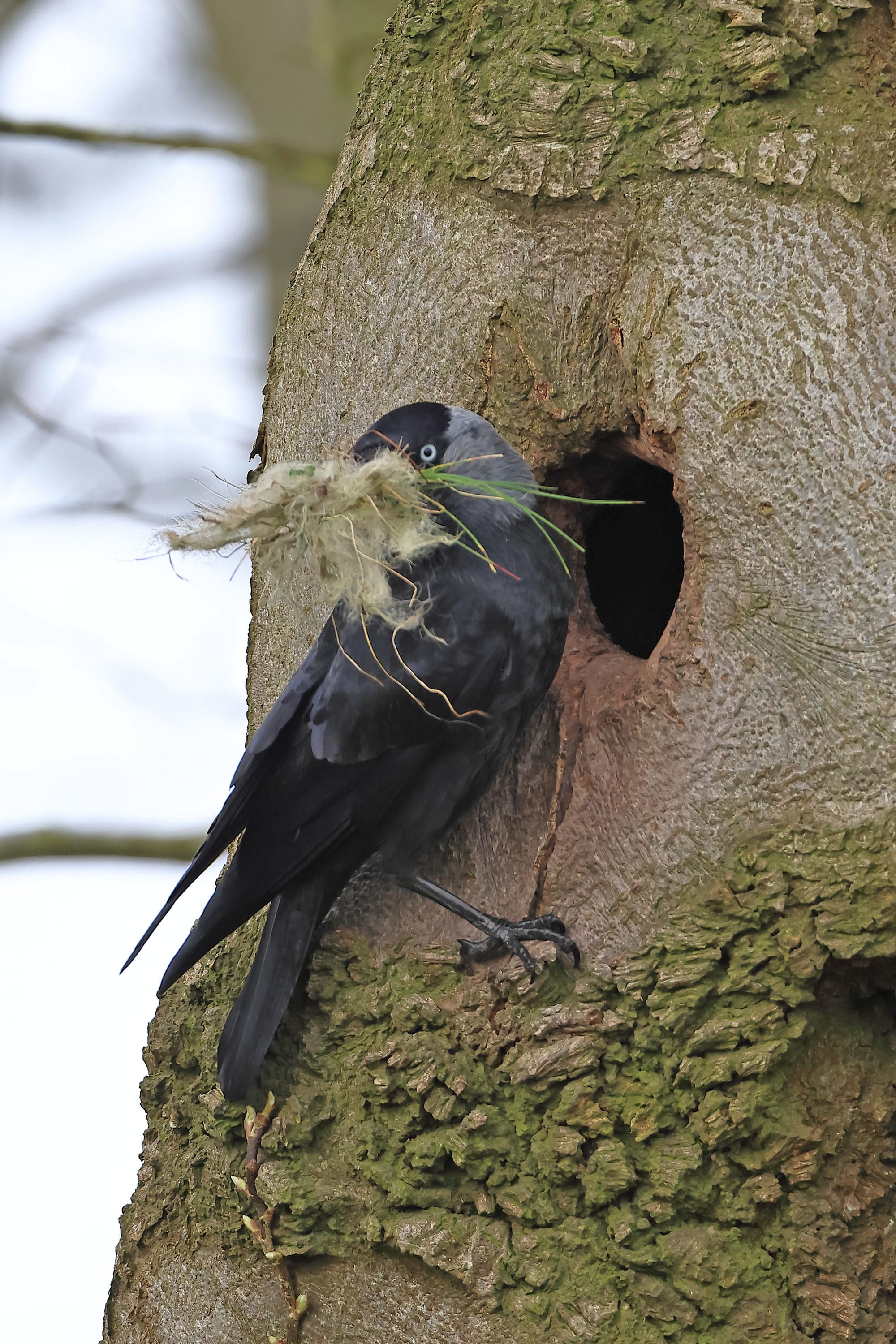 Jackdaw