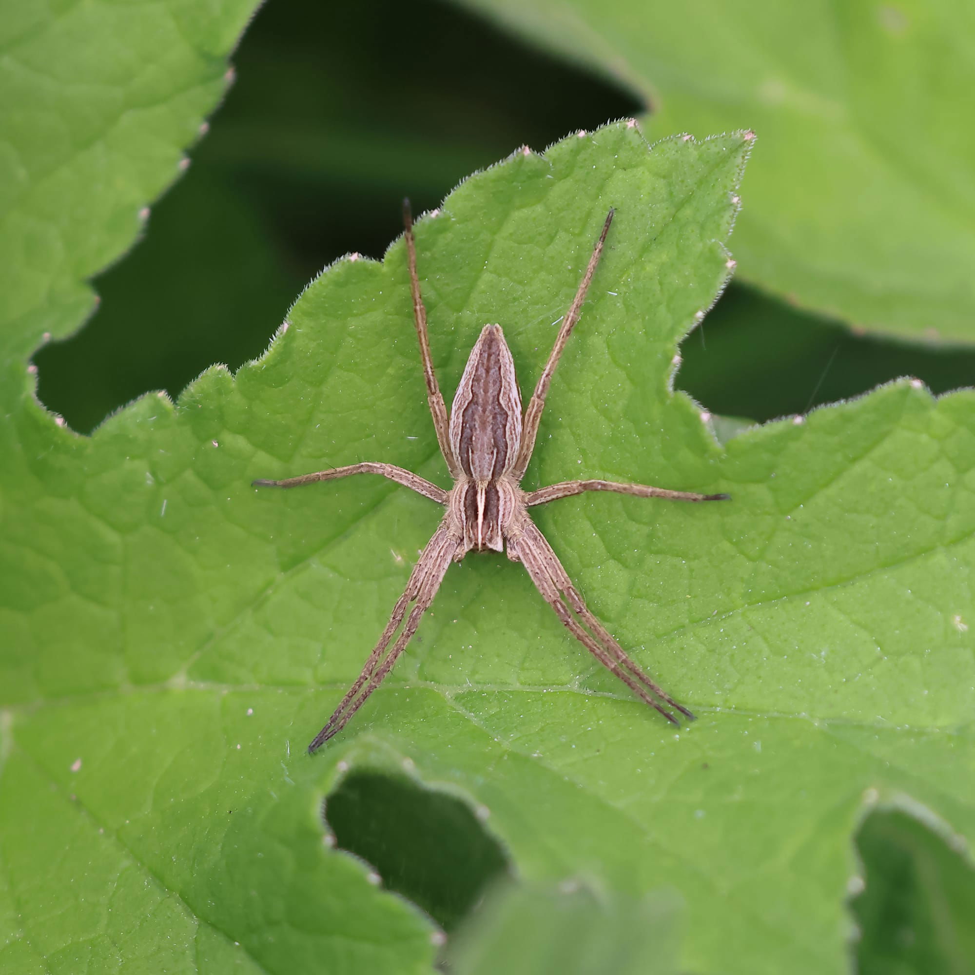 Nurseryweb Spider