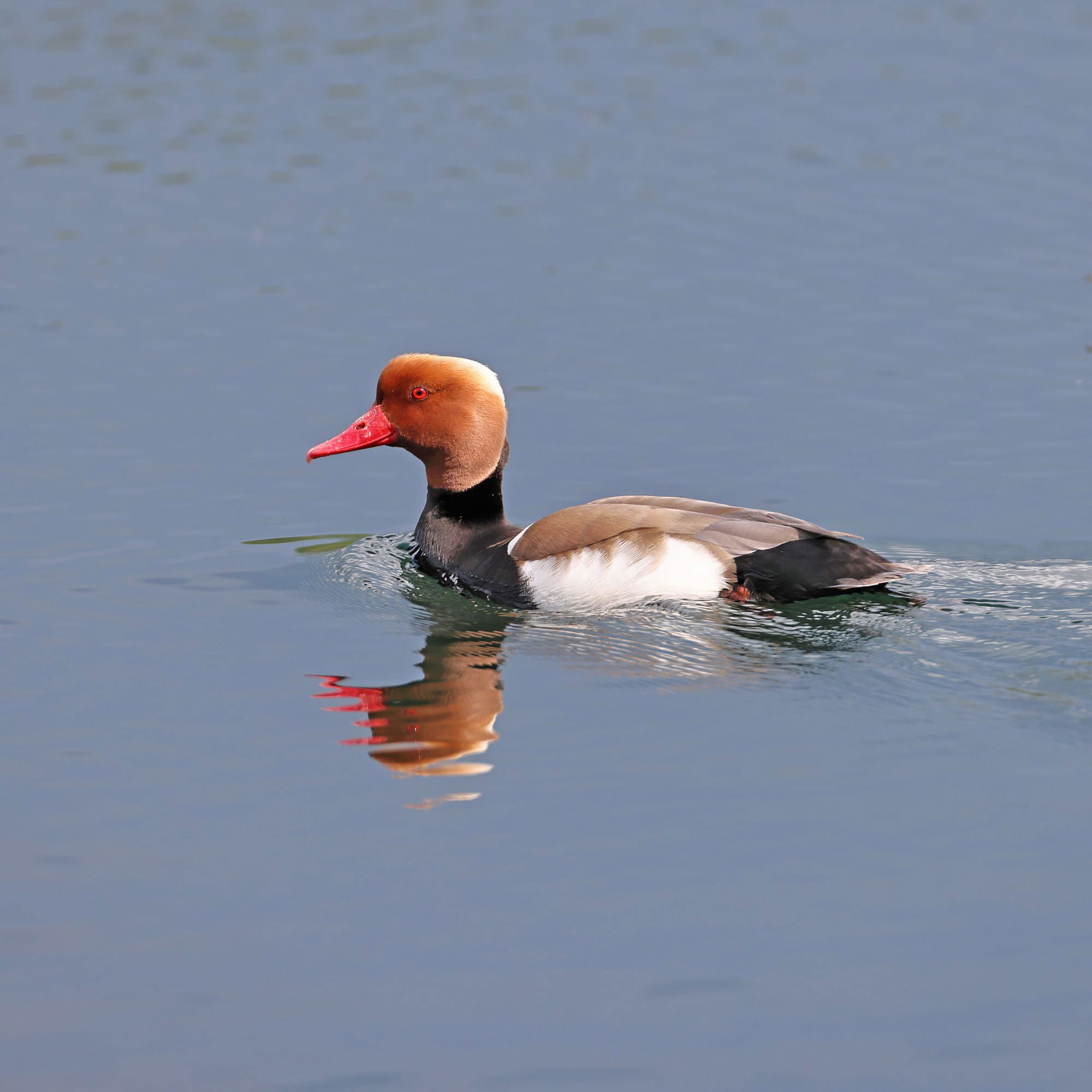 Red-crested Pochard