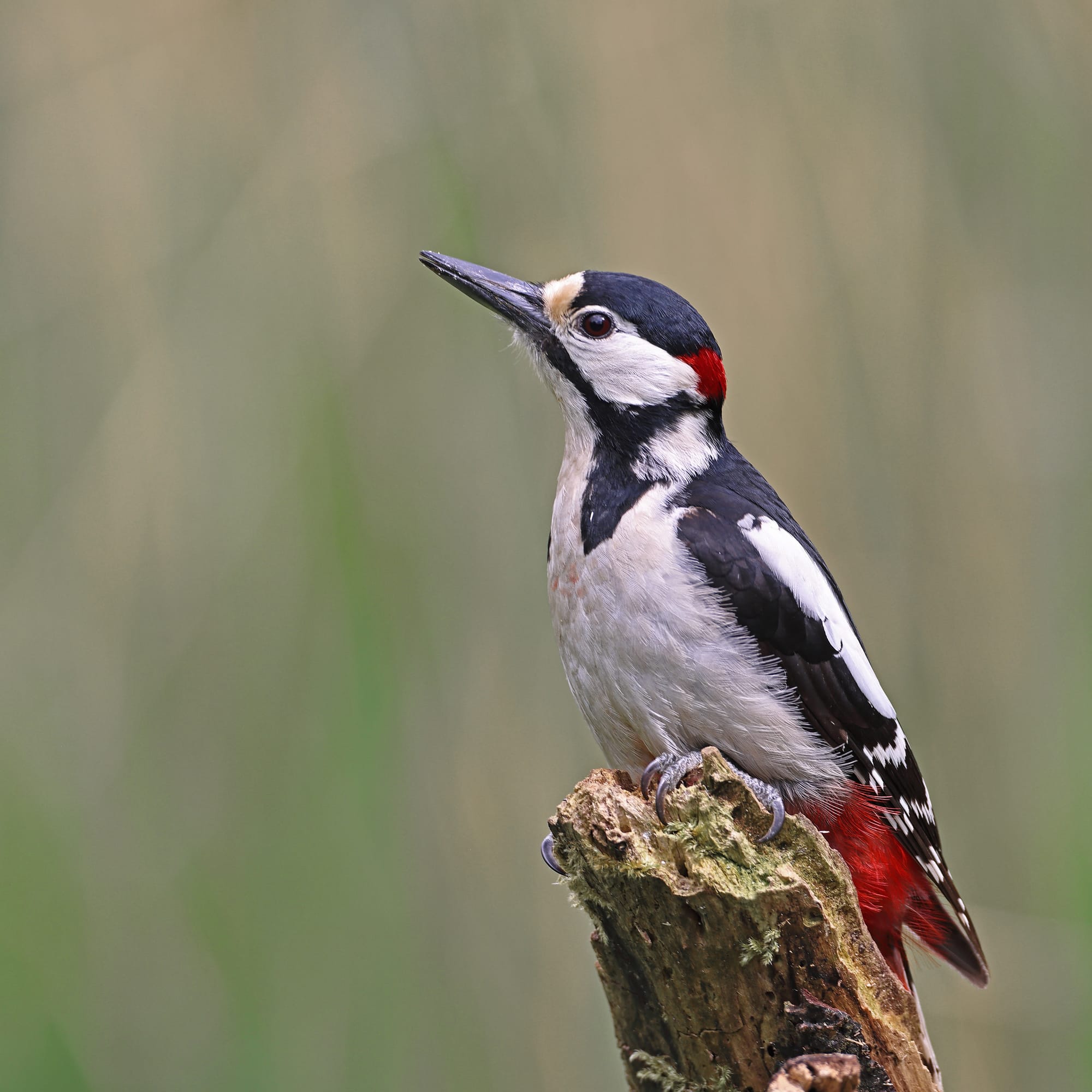 Great-spotted Woodpecker