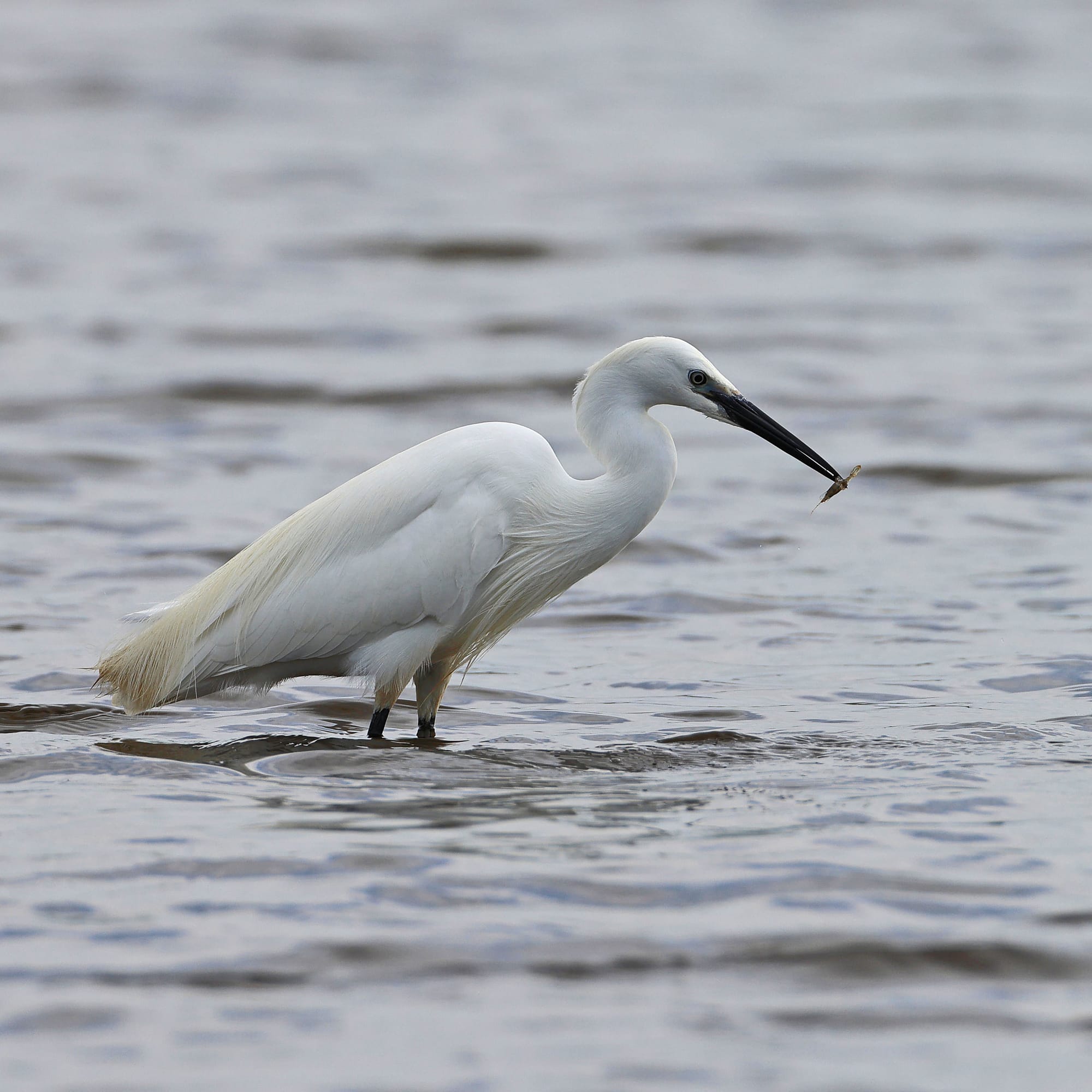 Little Egret