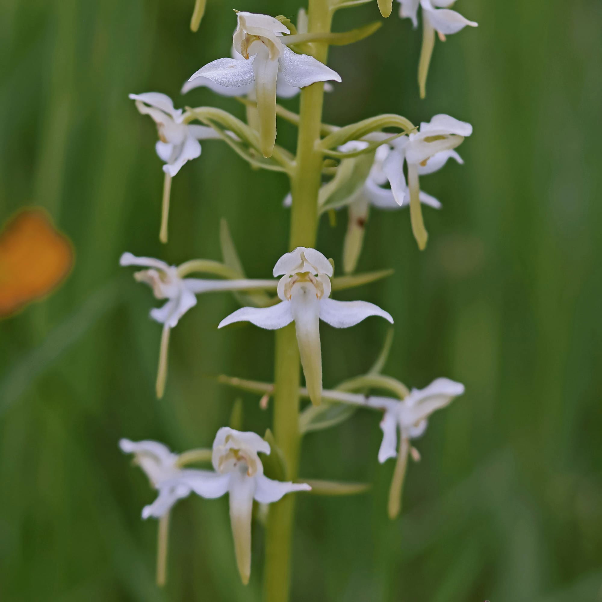 Greater Butterfly Orchid