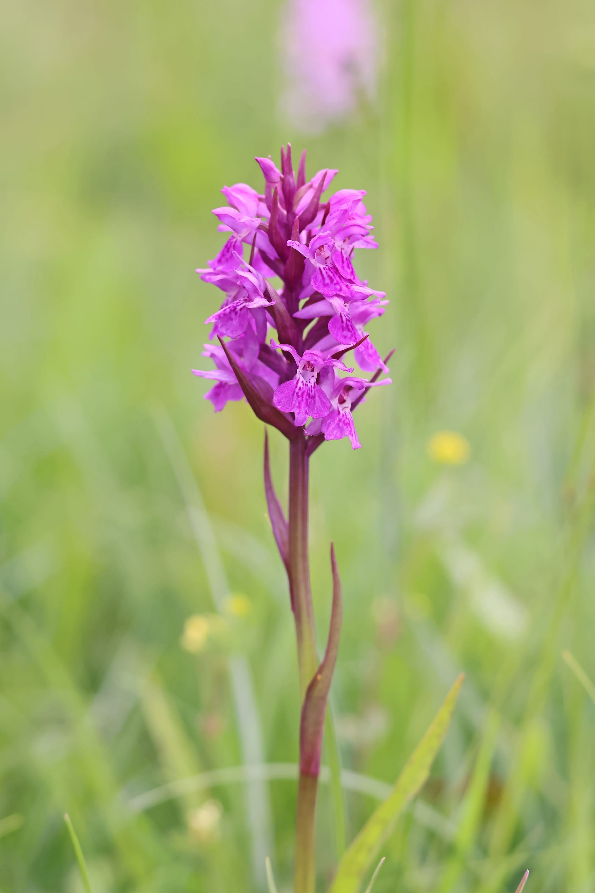 Southern Marsh Orchid