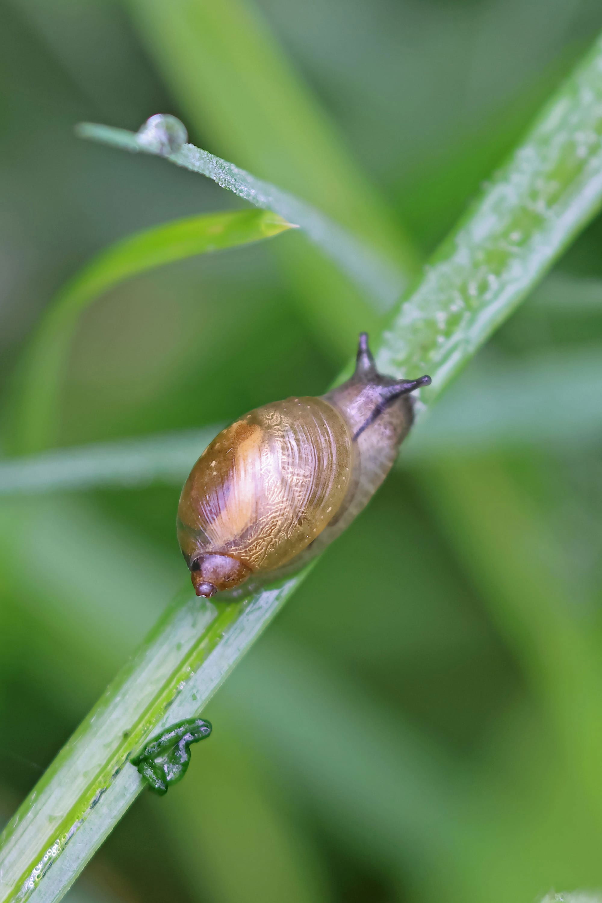 Pfeiffer's Amber Snail